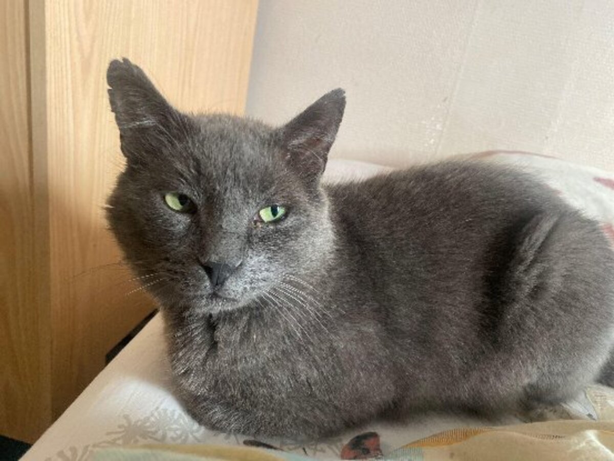 Adoption Sultan fiv +