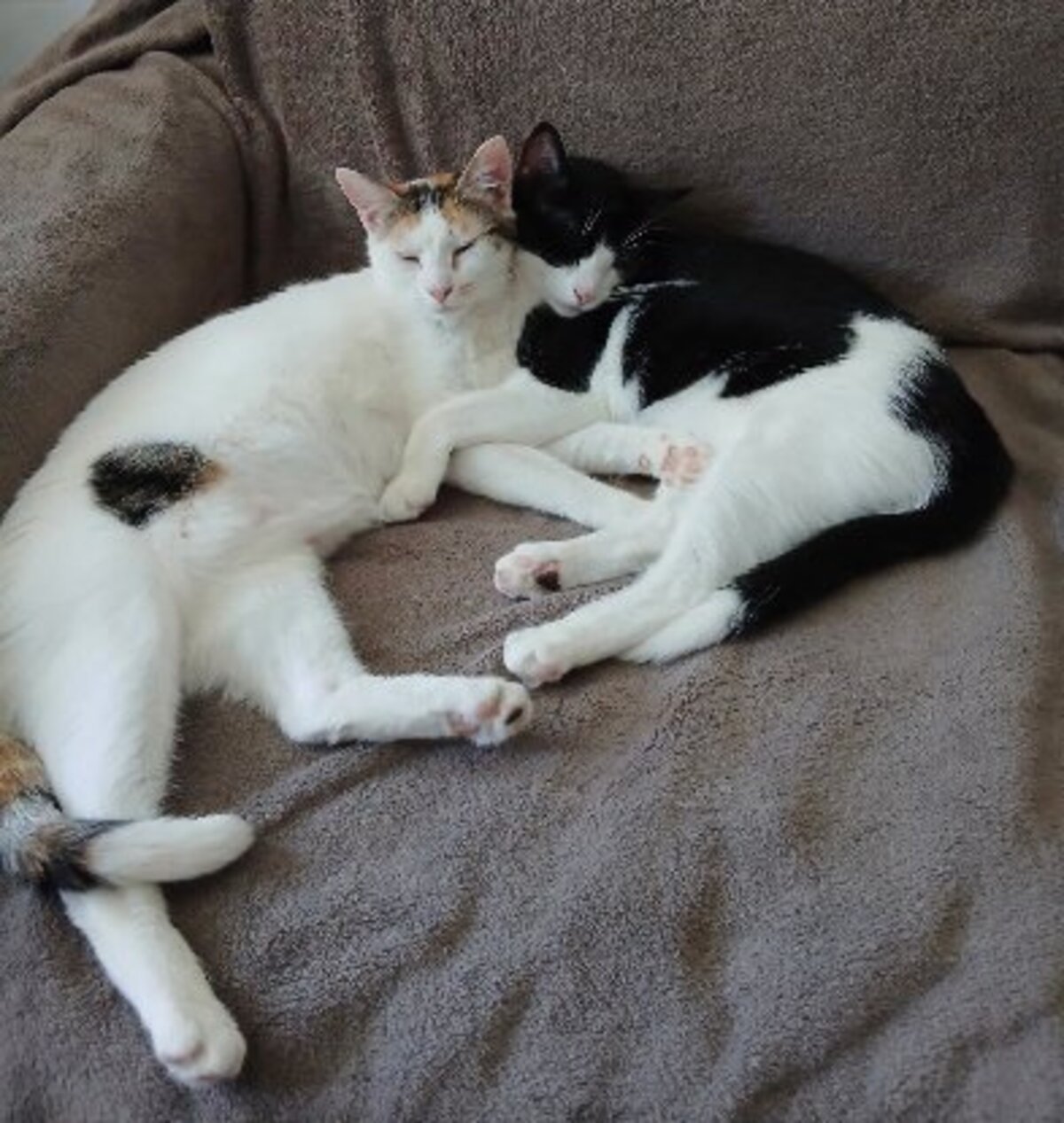 Adoption Summer & spring