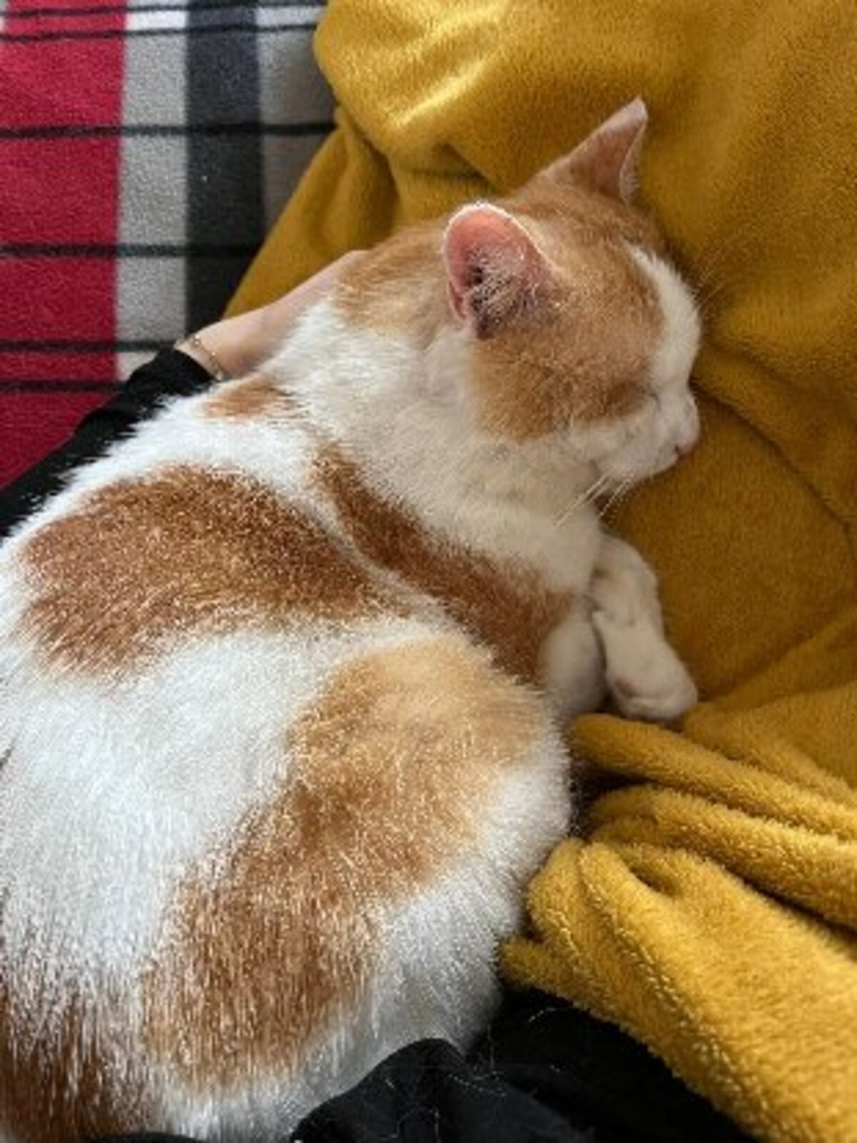 Adoption Sunny