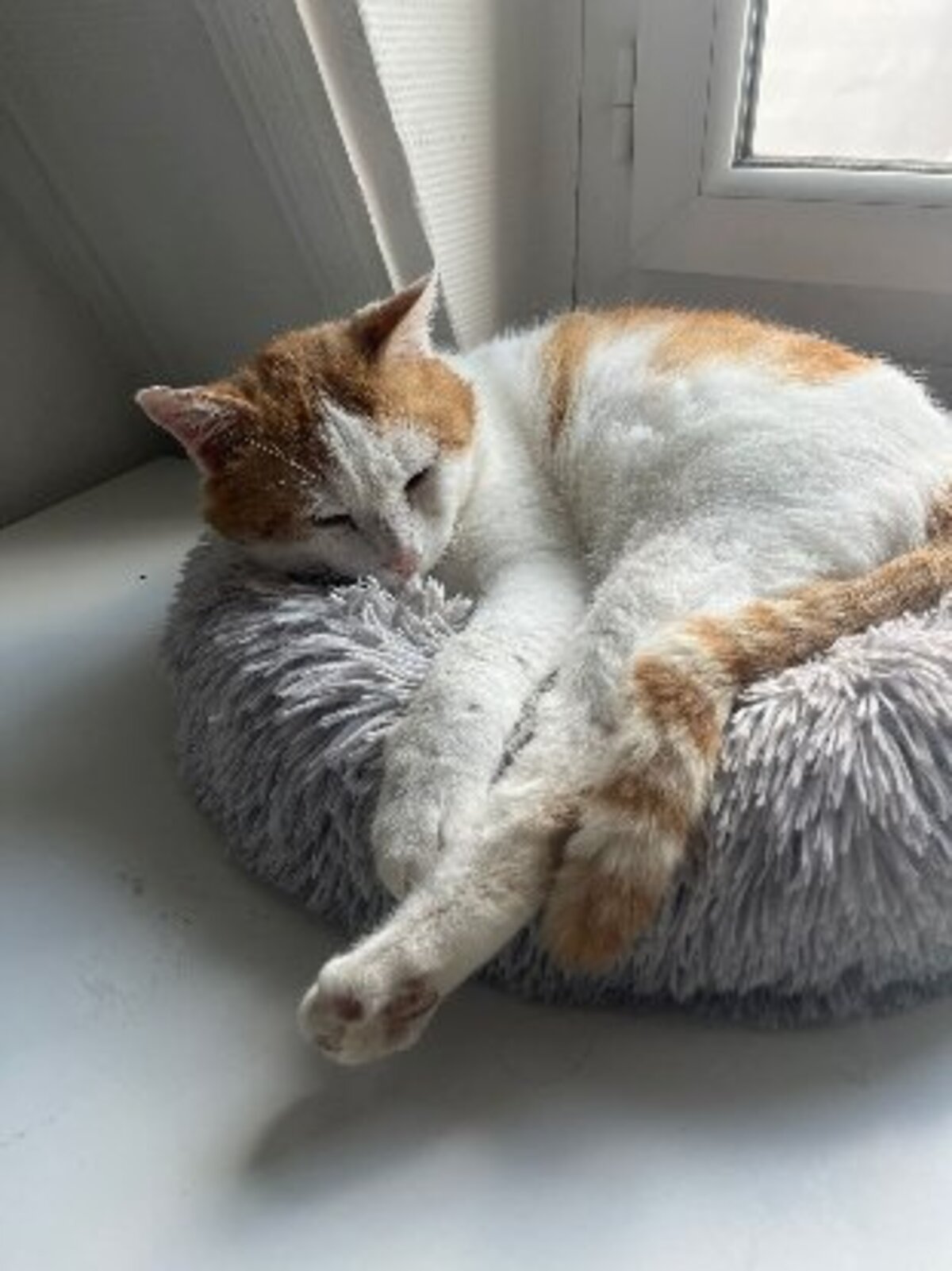 Adoption Sunny