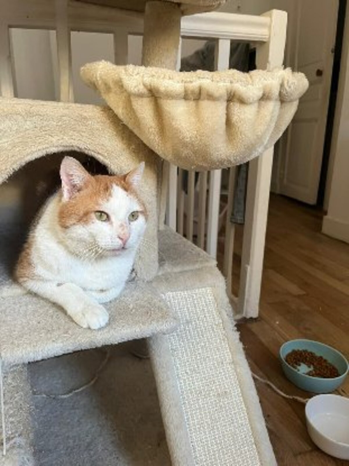 Adoption Sunny