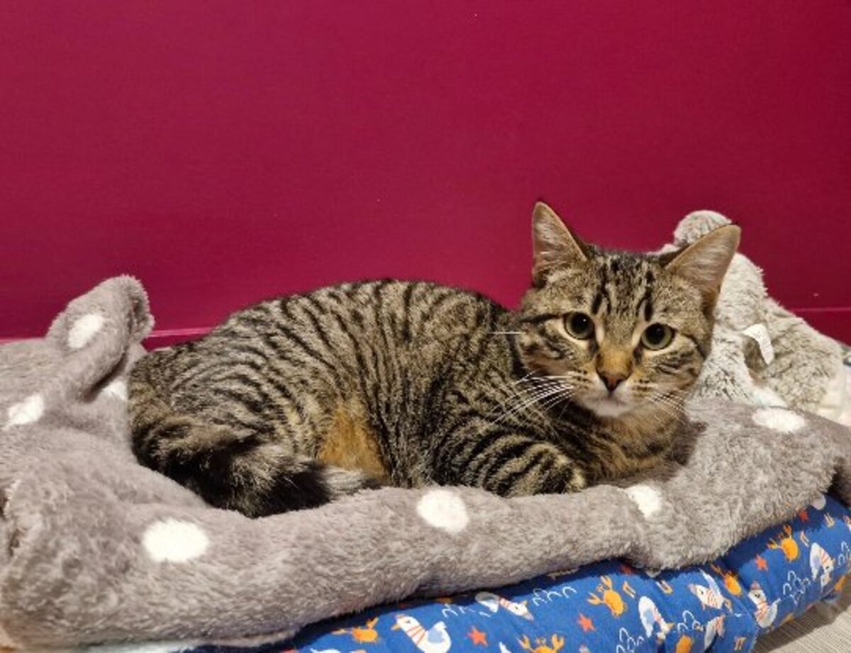 Adoption Suroit