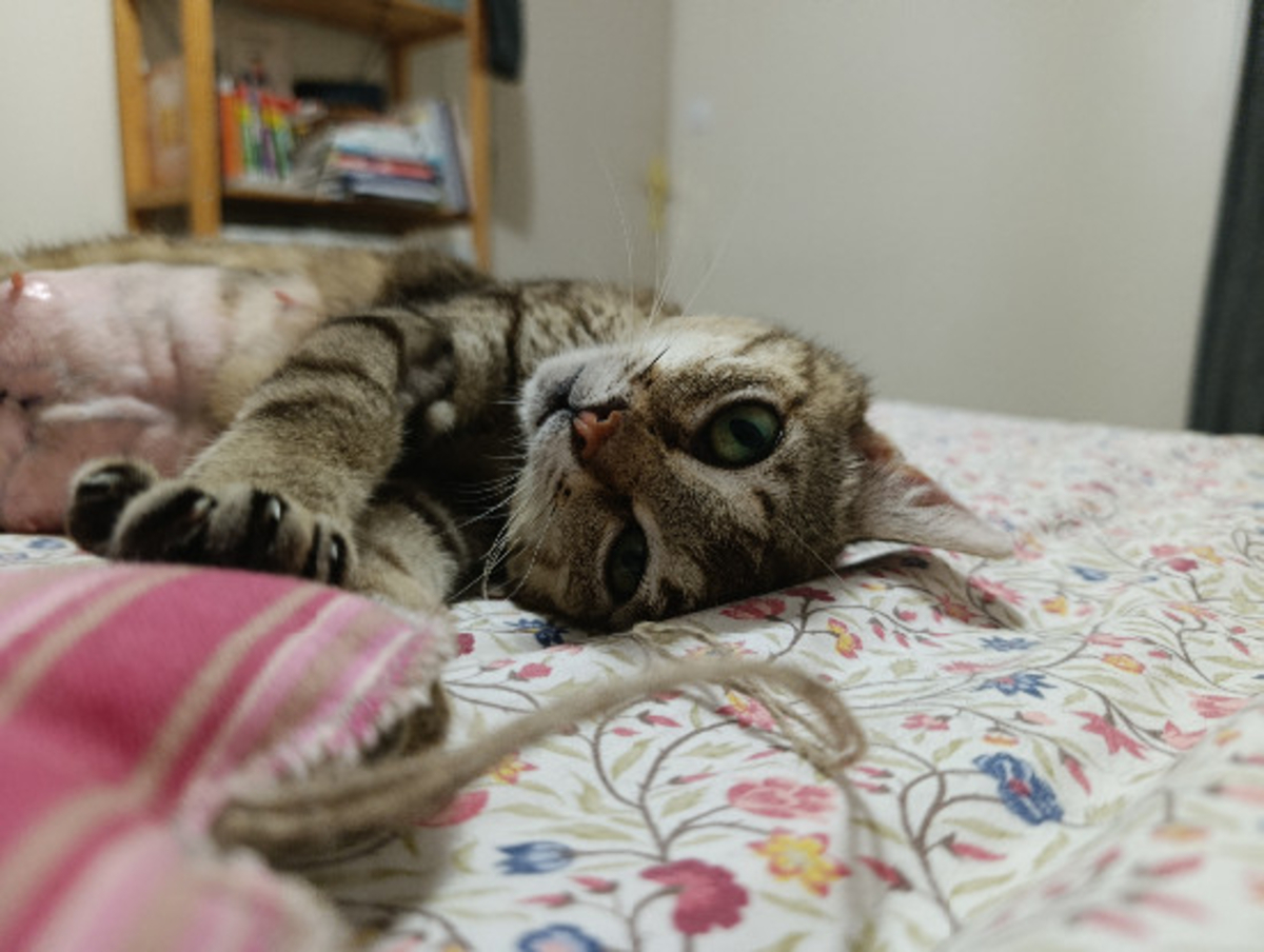 Adoption Sweetie