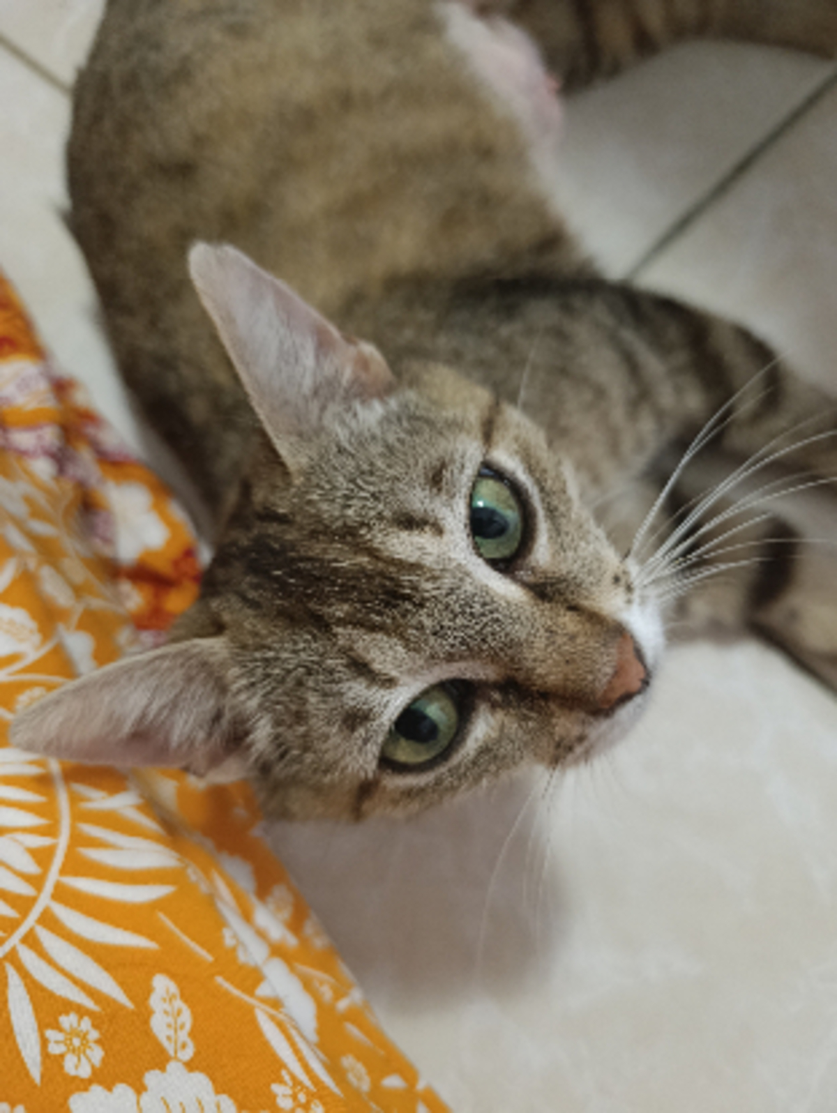 Adoption Sweetie