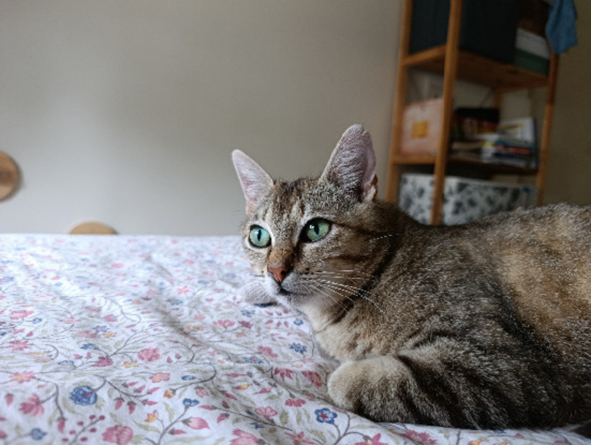 Adoption Sweetie