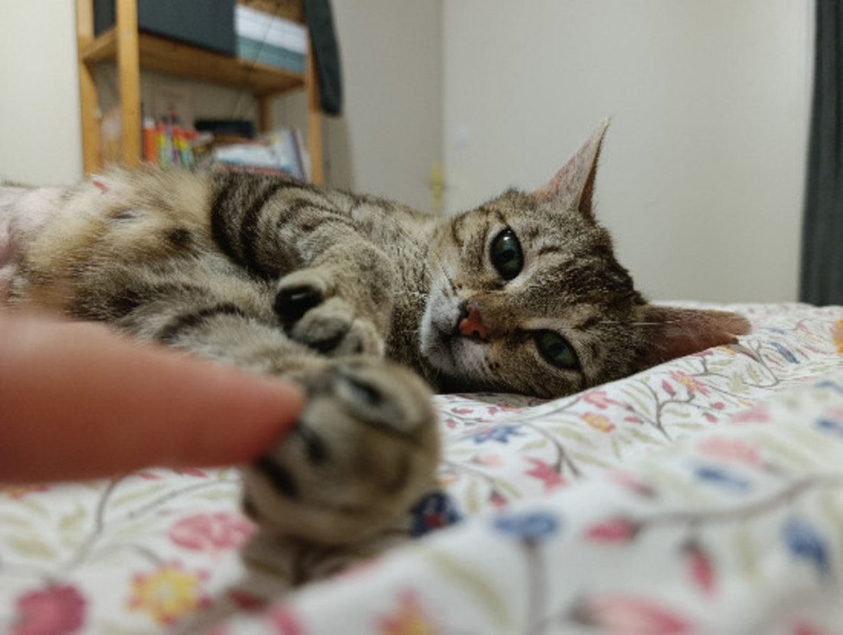 Adoption Sweetie