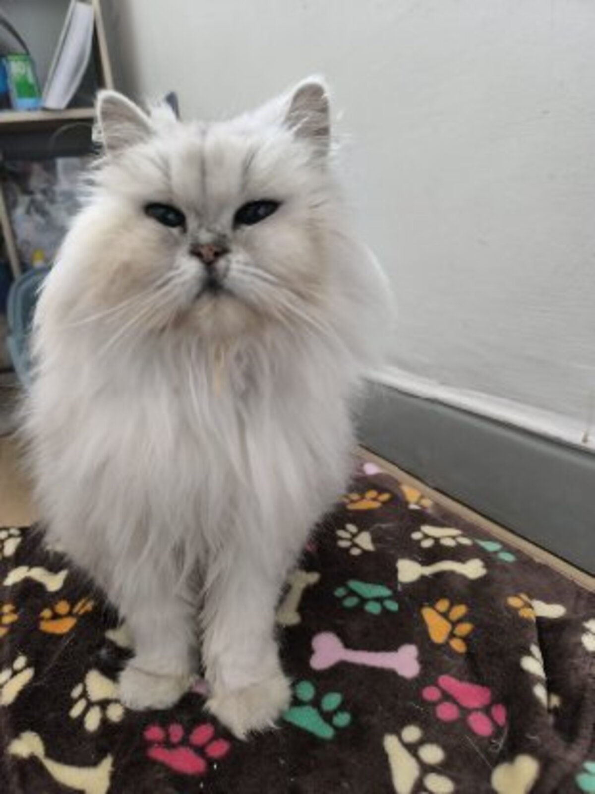 Adoption Sweety