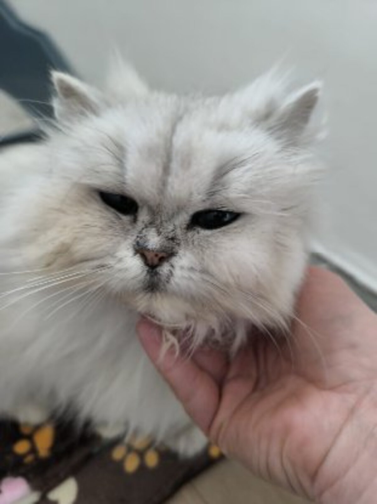 Adoption Sweety