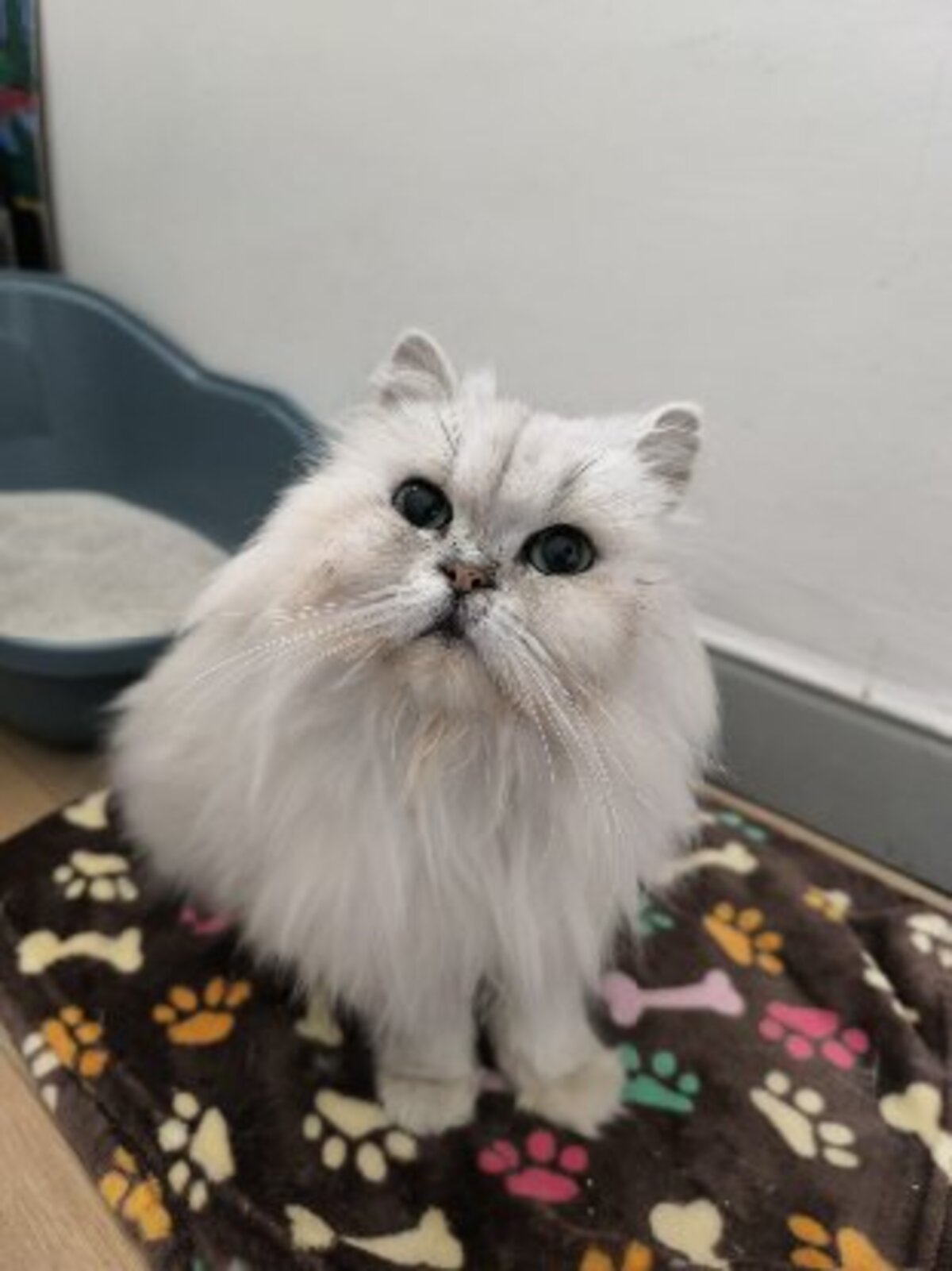 Adoption Sweety