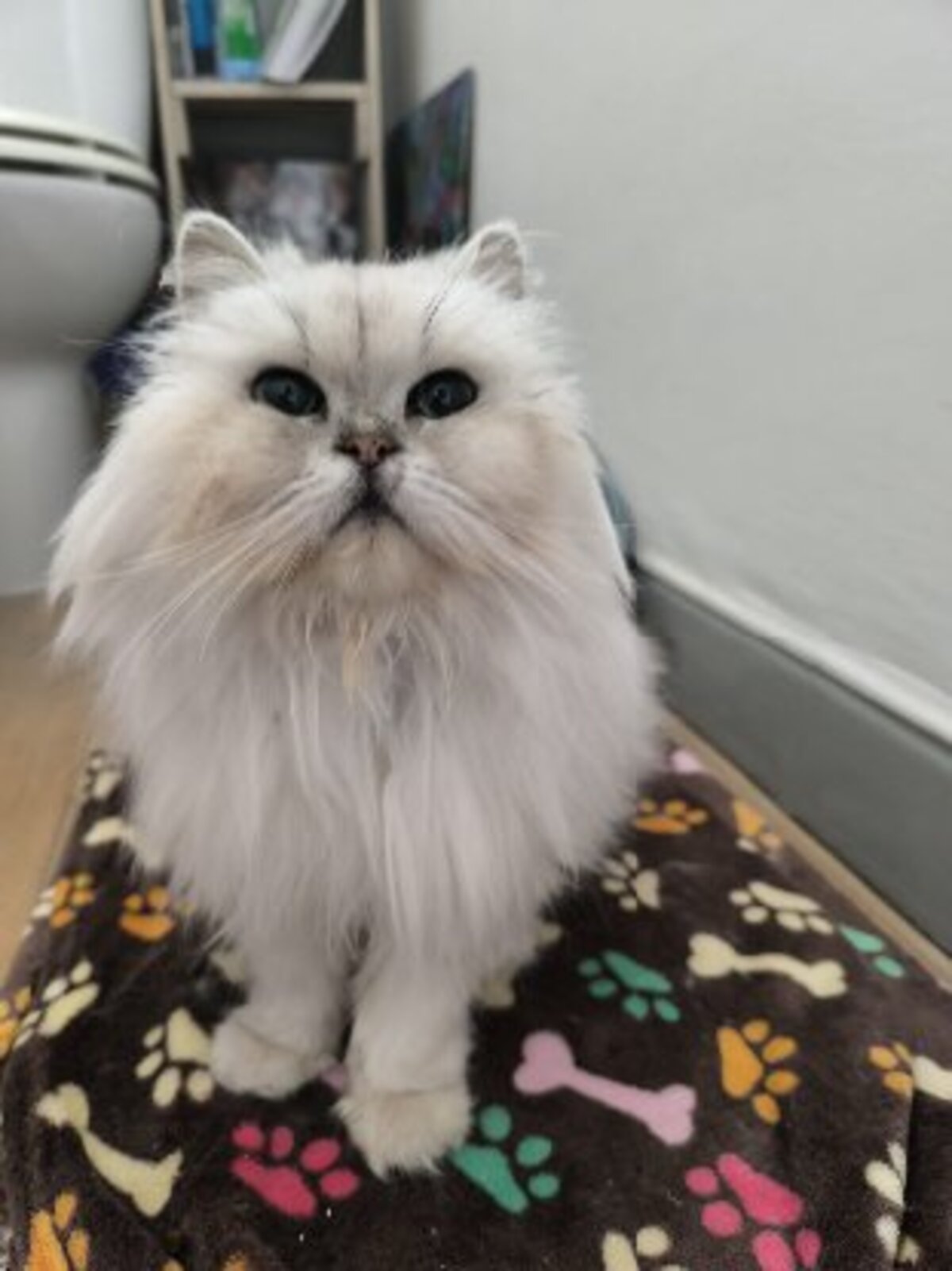 Adoption Sweety
