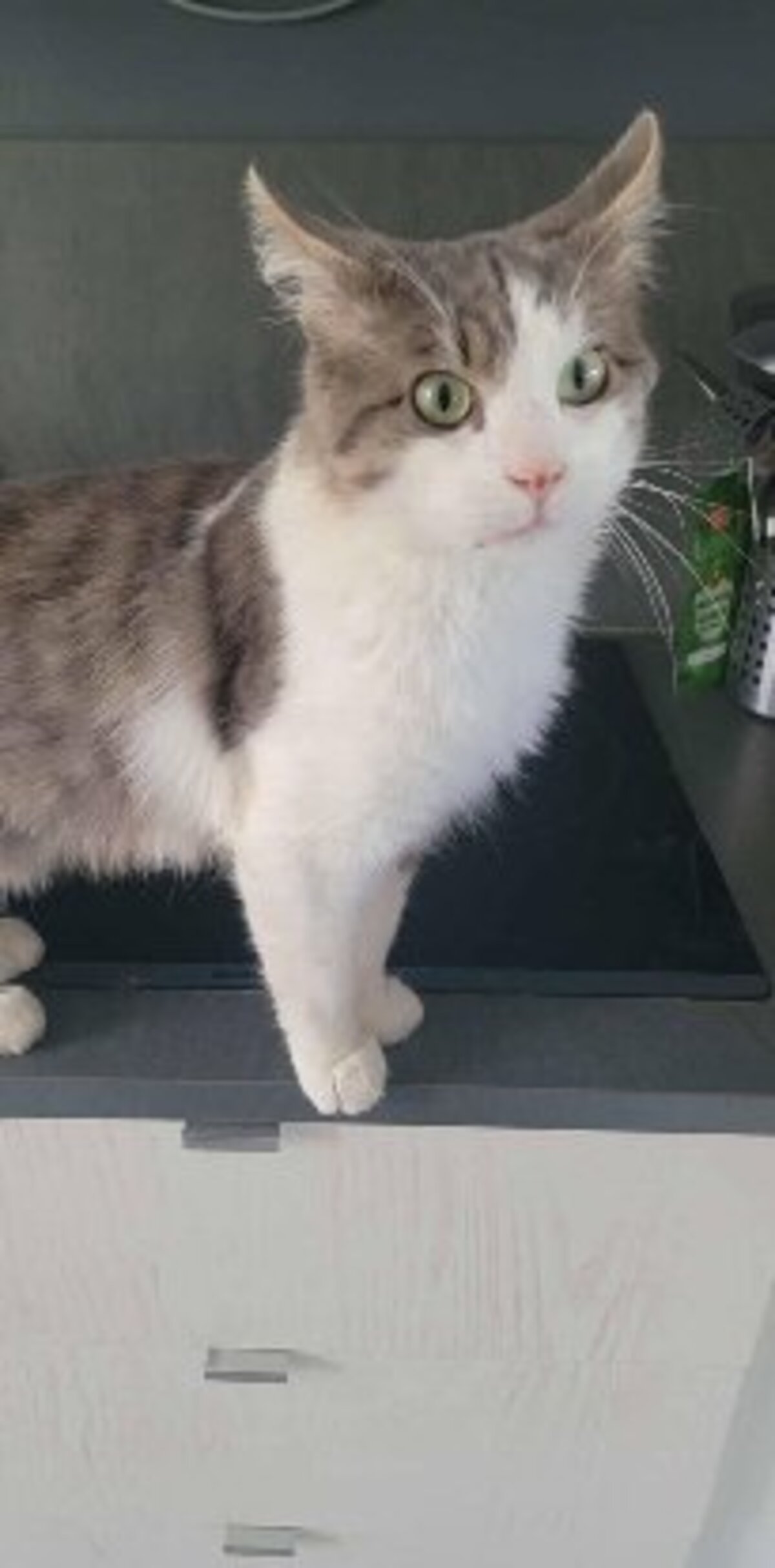 Adoption Sylvestre
