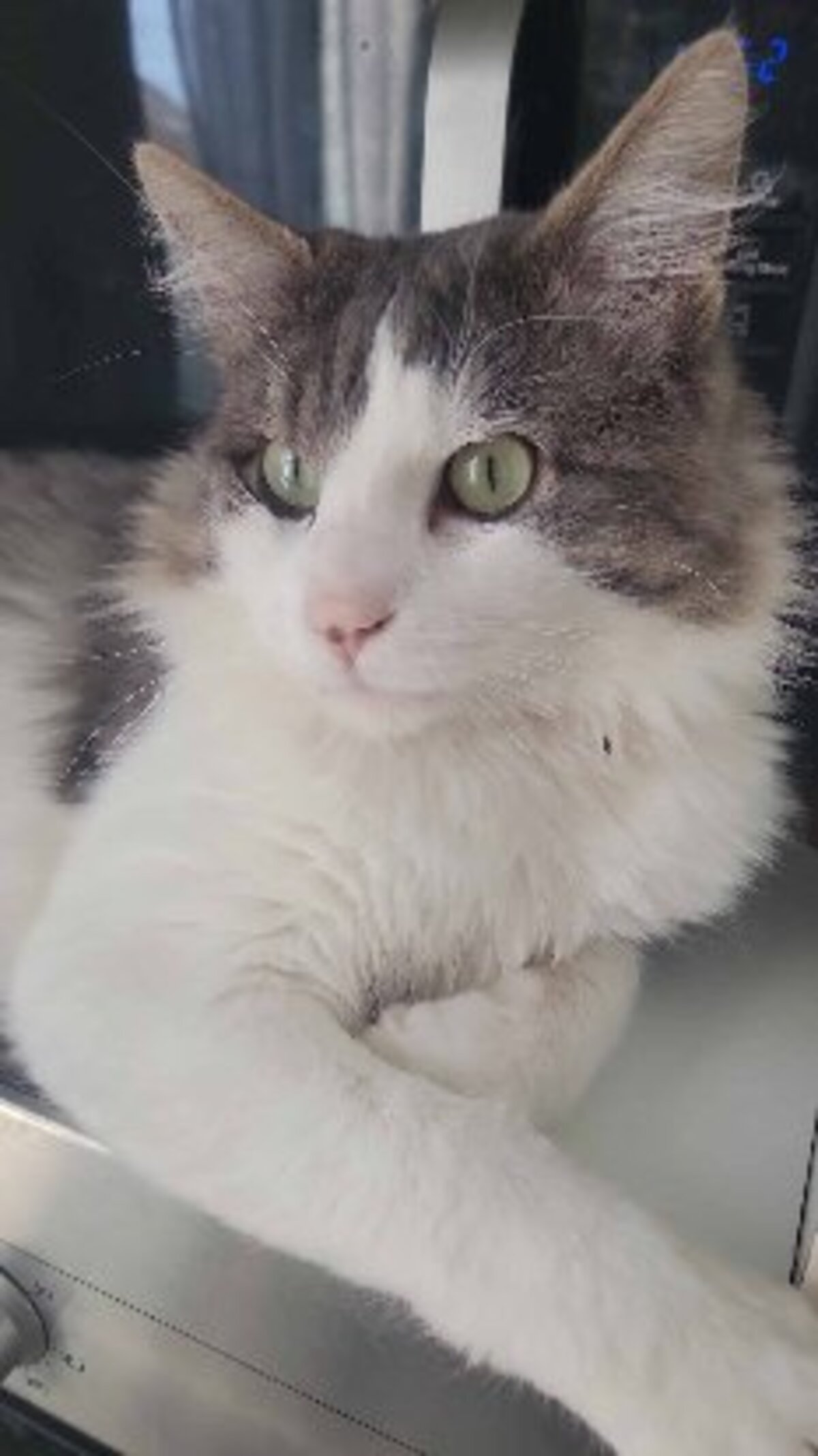 Adoption Sylvestre