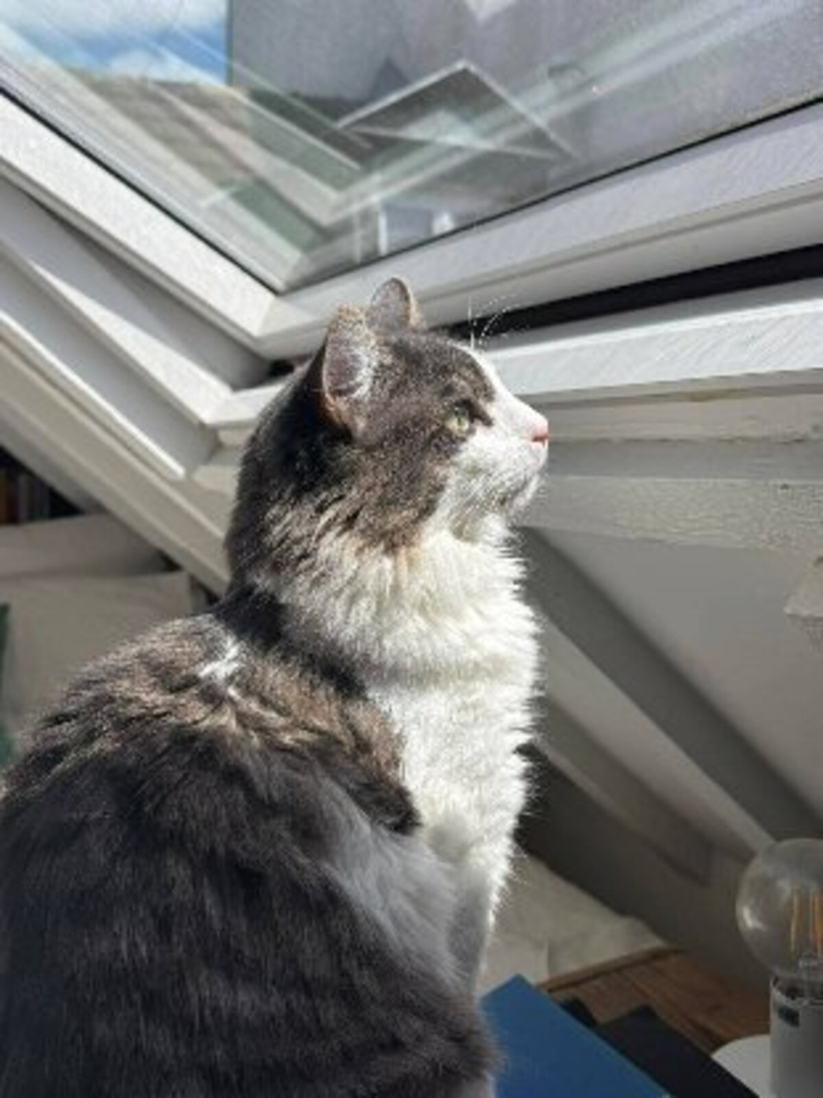 Adoption Sylvestre
