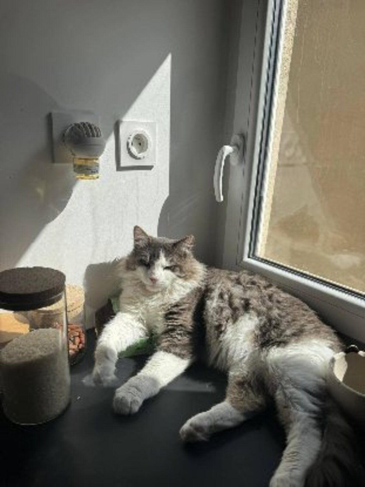 Adoption Sylvestre