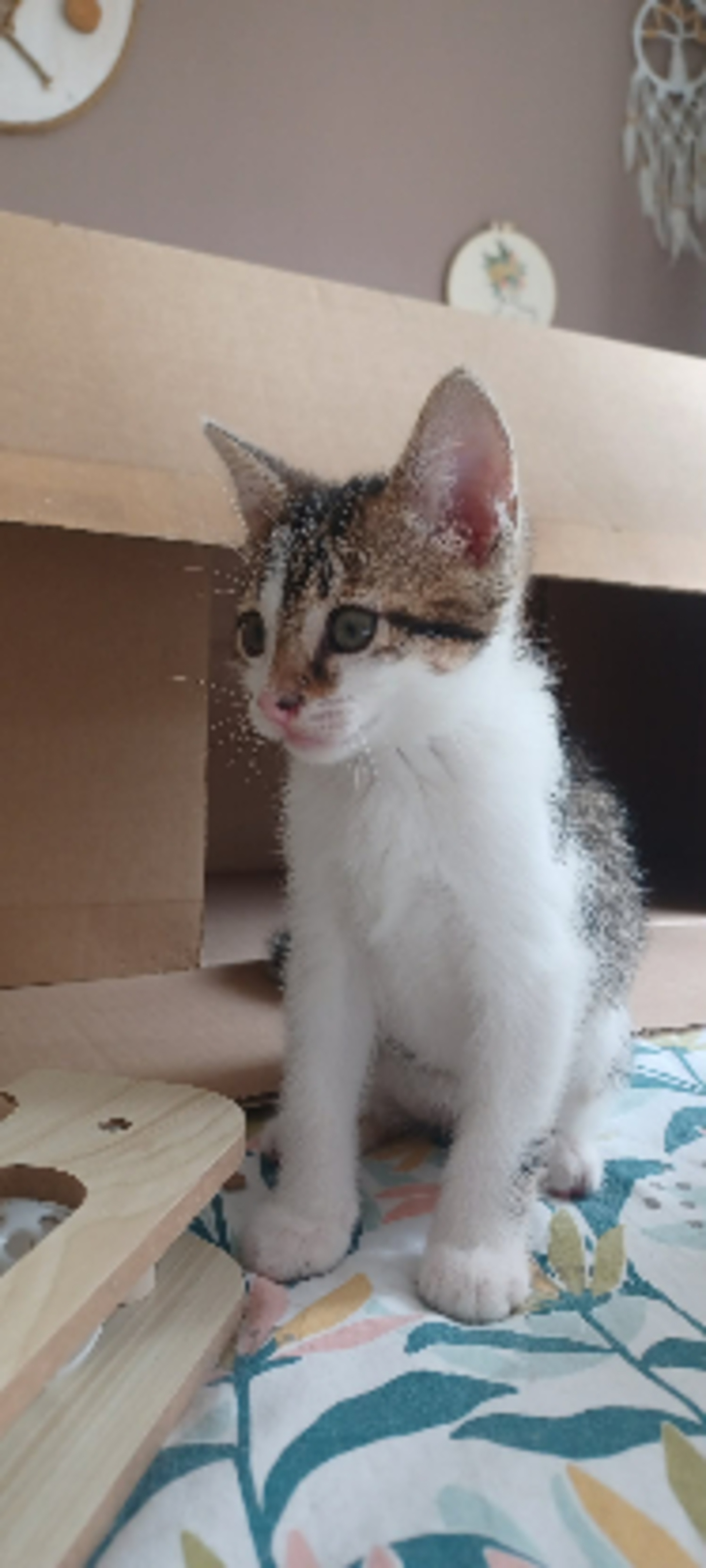 Adoption Tabasco
