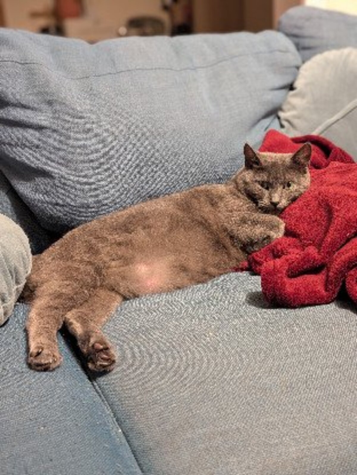 Adoption Tael