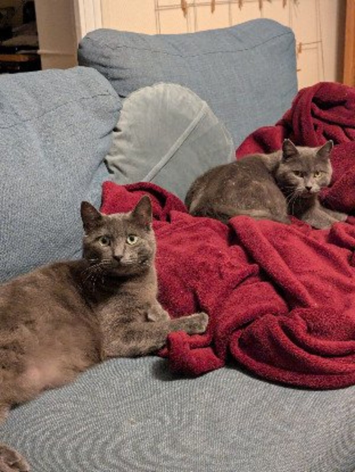 Adoption Tael