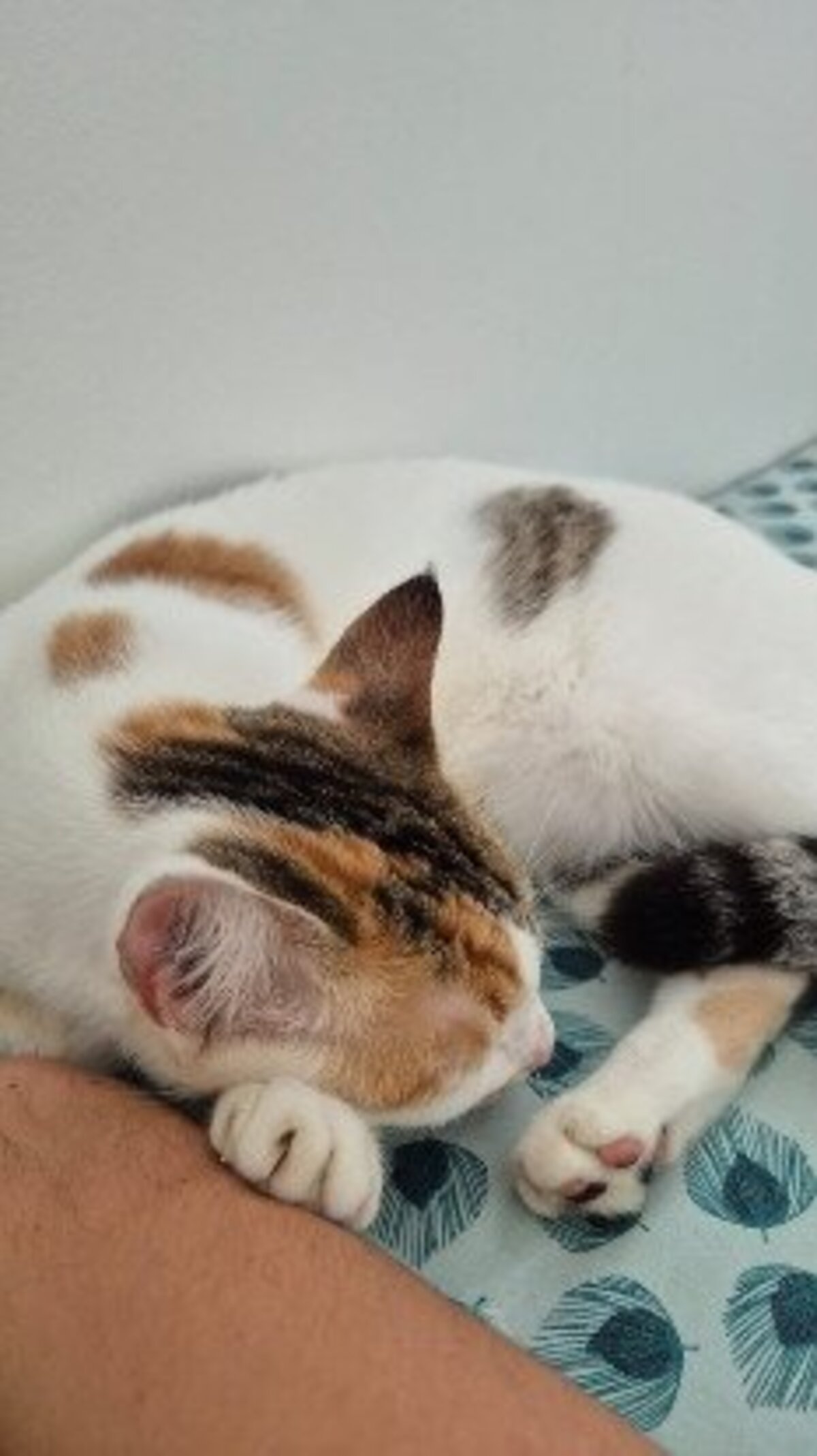 Adoption Tagada