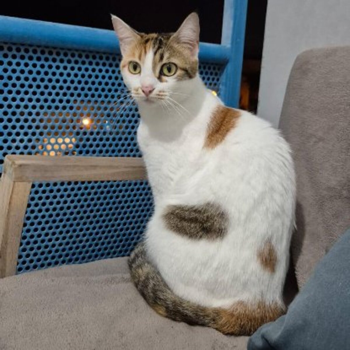 Adoption Tagada