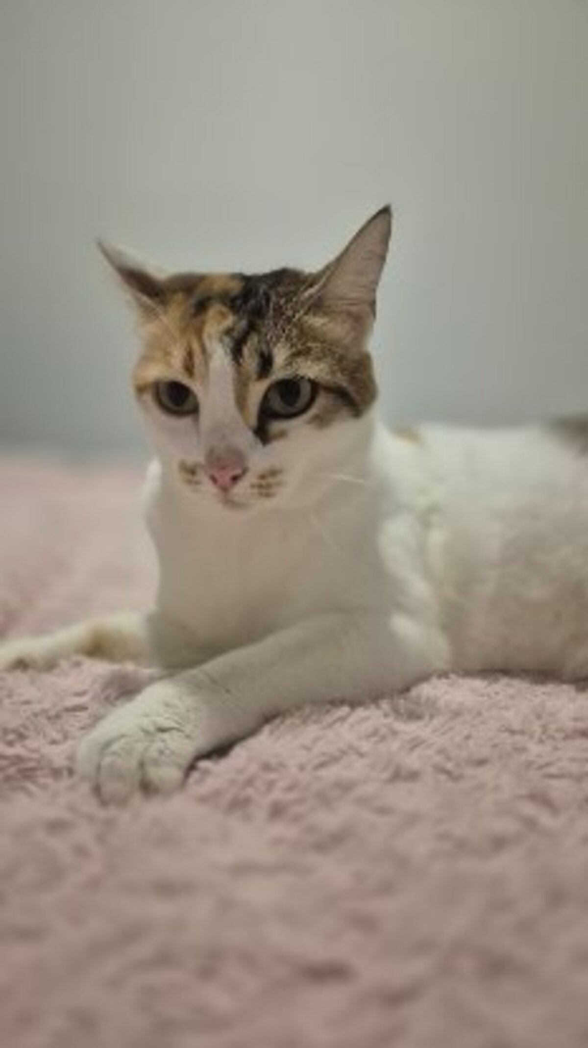 Adoption Tagada