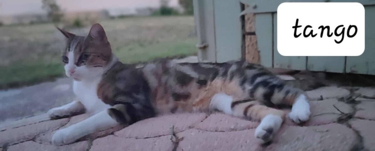 Adoption Tango et tao