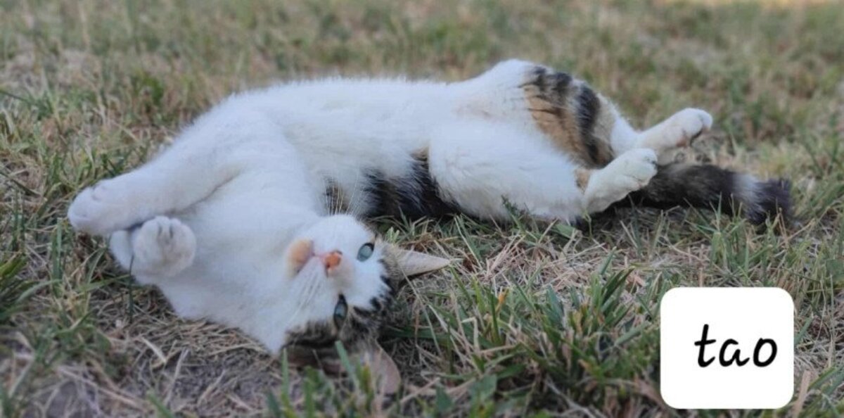 Adoption Tango et tao