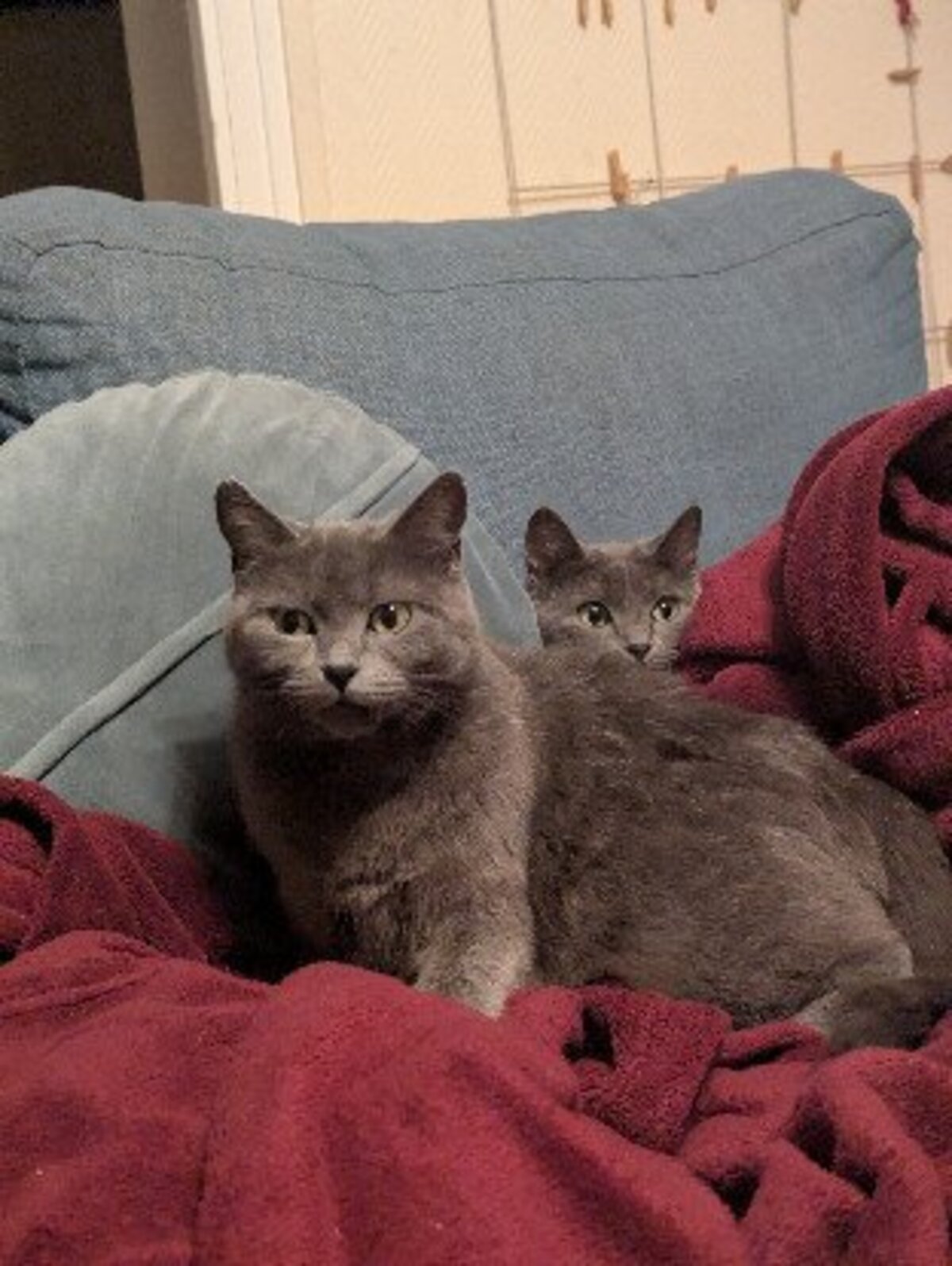 Adoption Taya