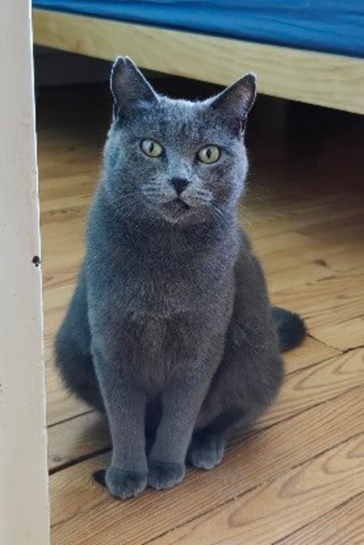 Adoption Taya