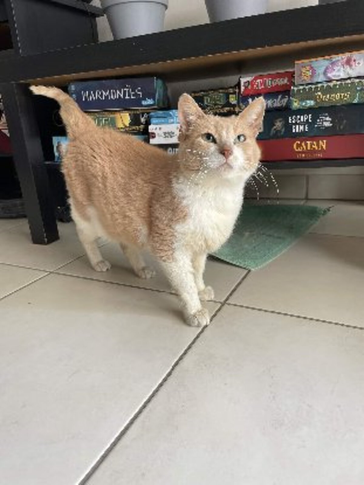 Adoption Tchino