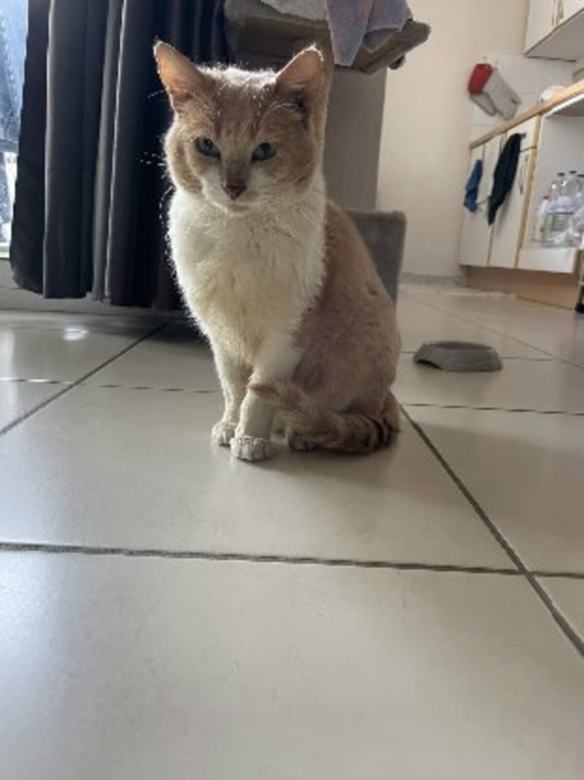 Adoption Tchino