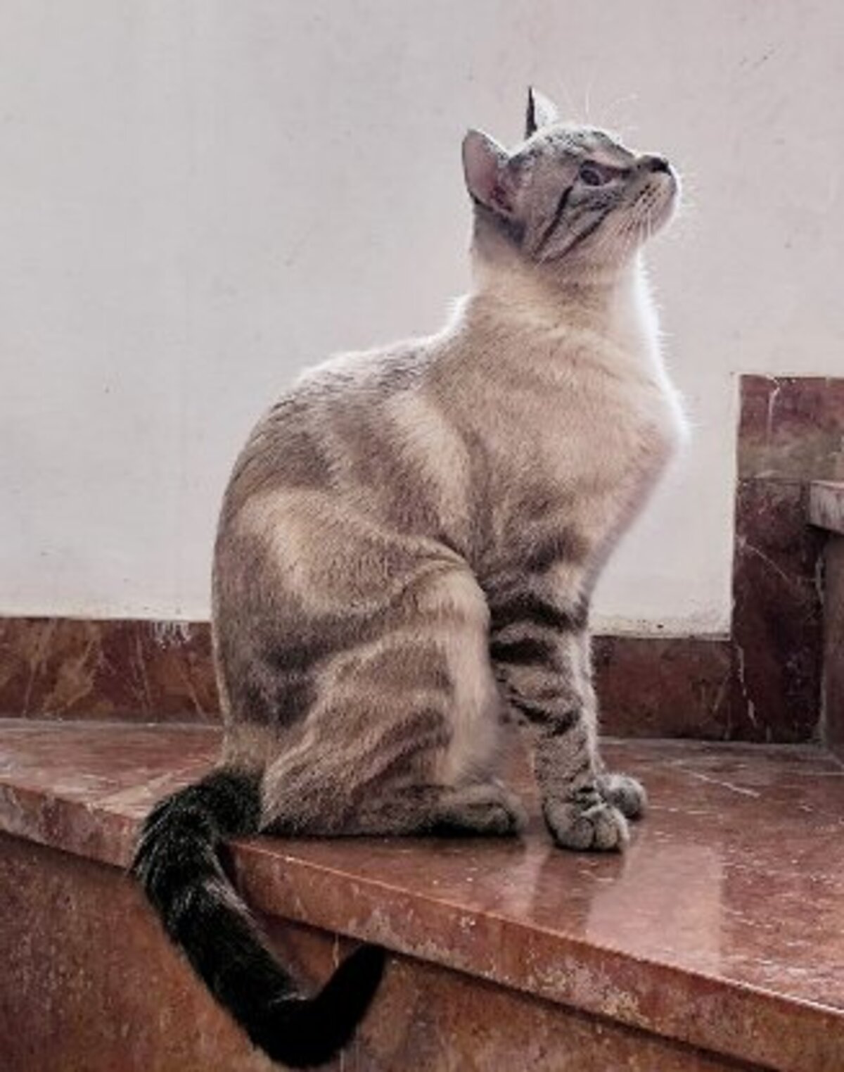 Adoption Ted