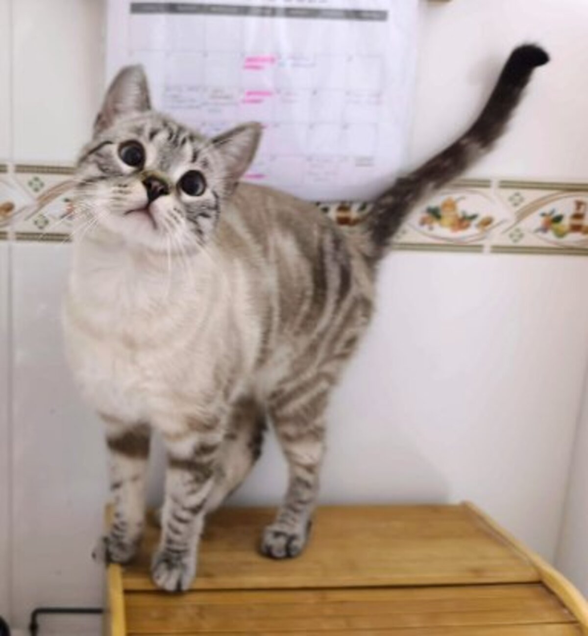 Adoption Ted