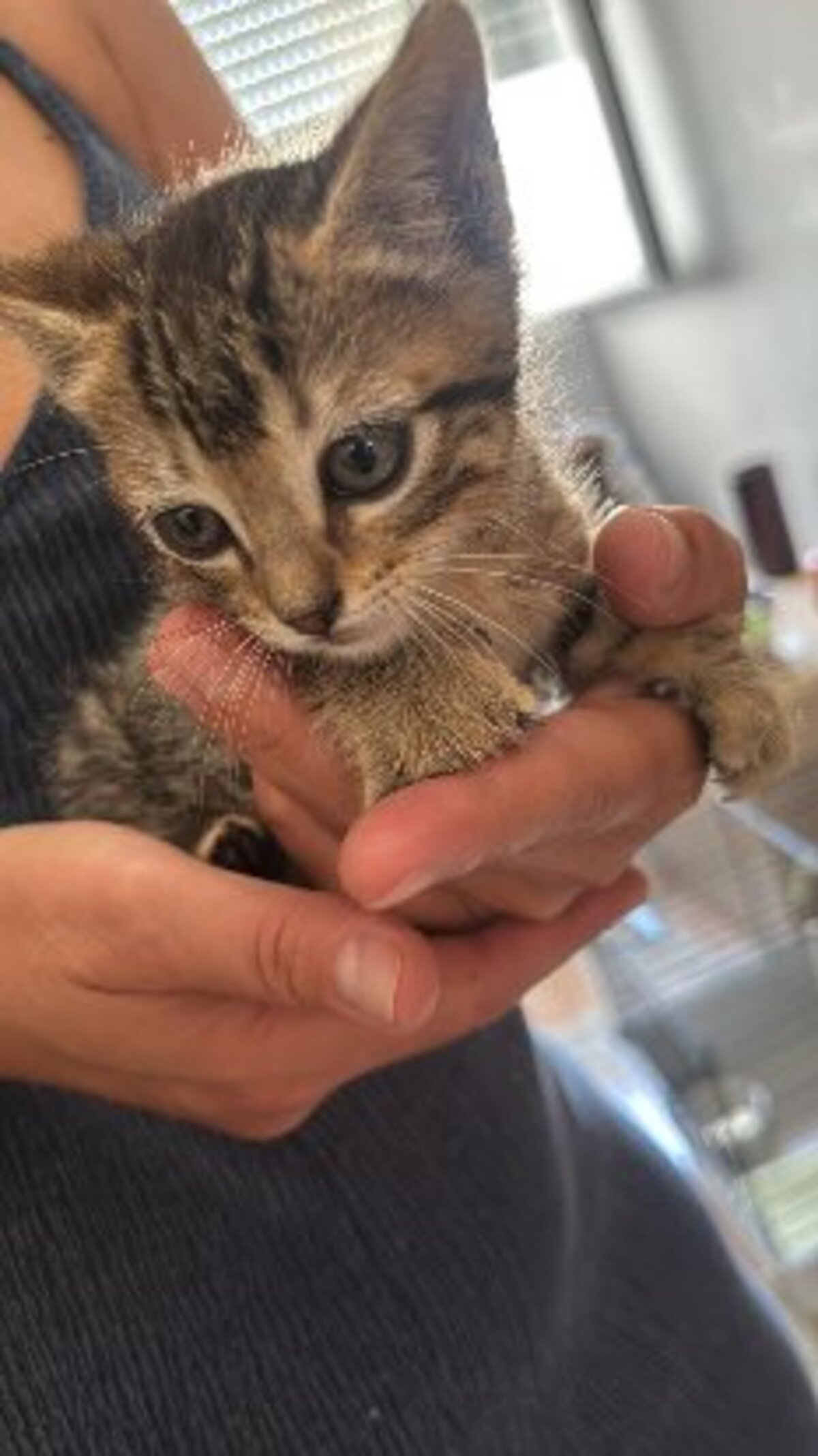 Adoption Tedy