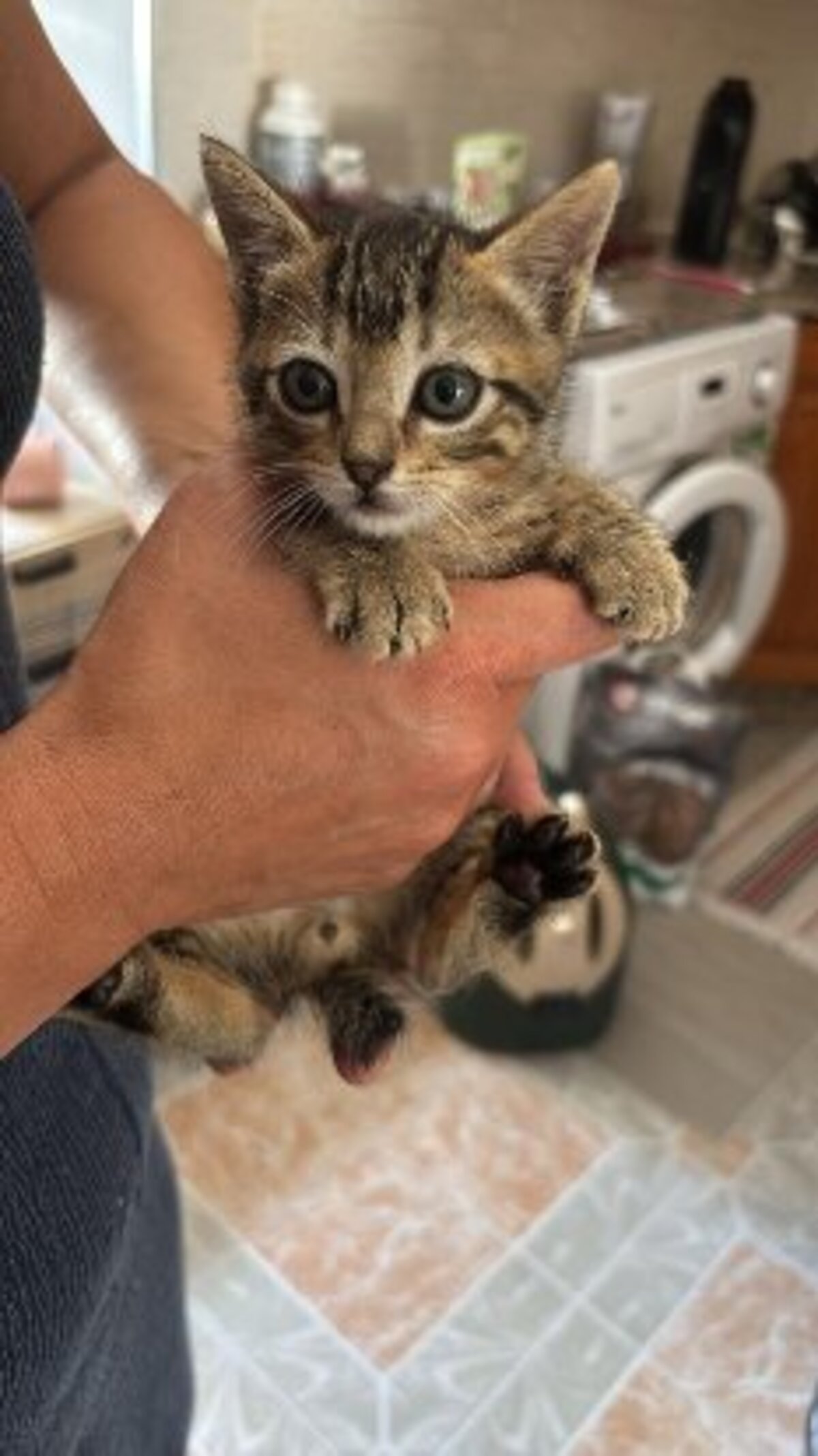 Adoption Tedy