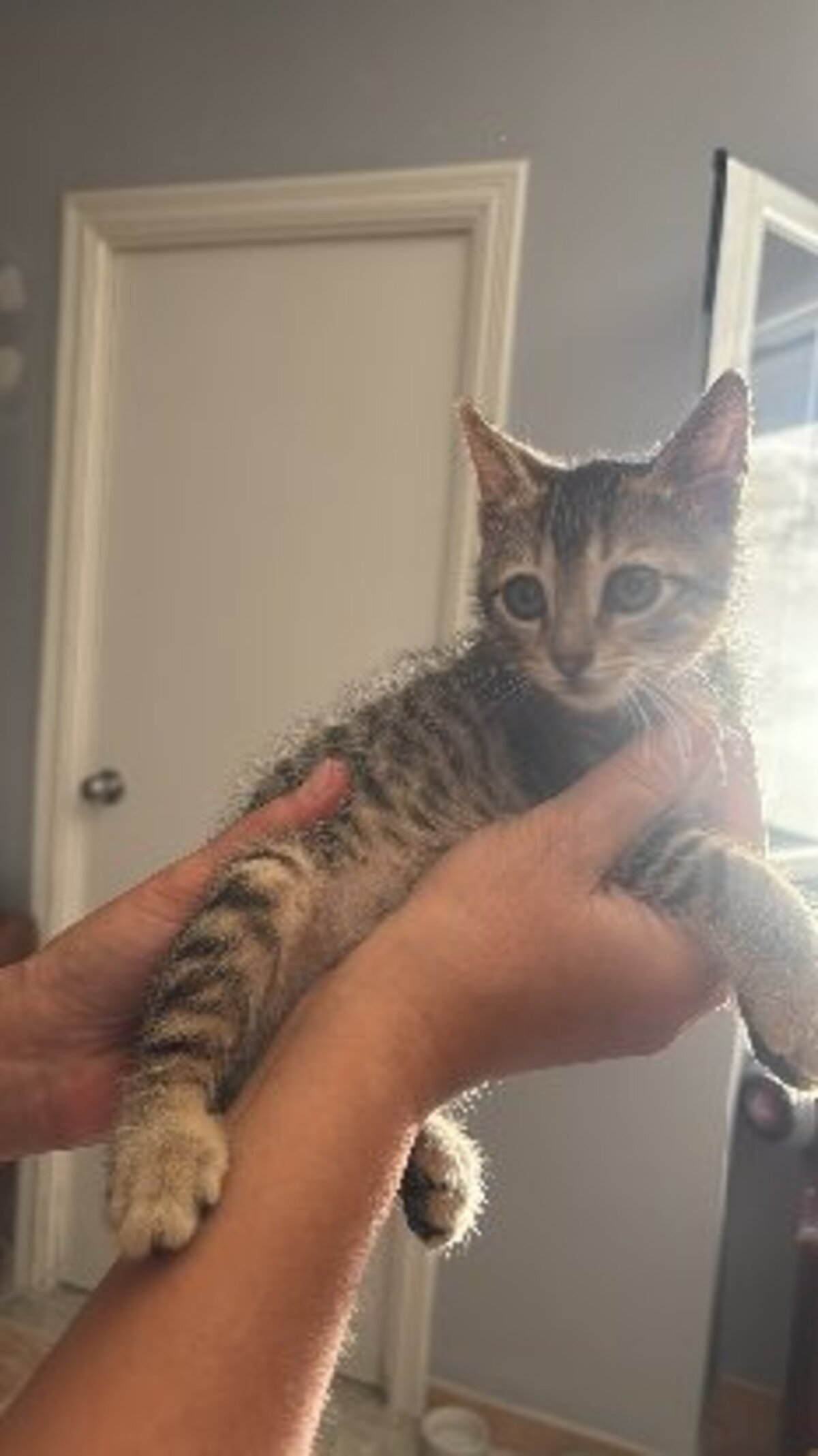Adoption Tedy
