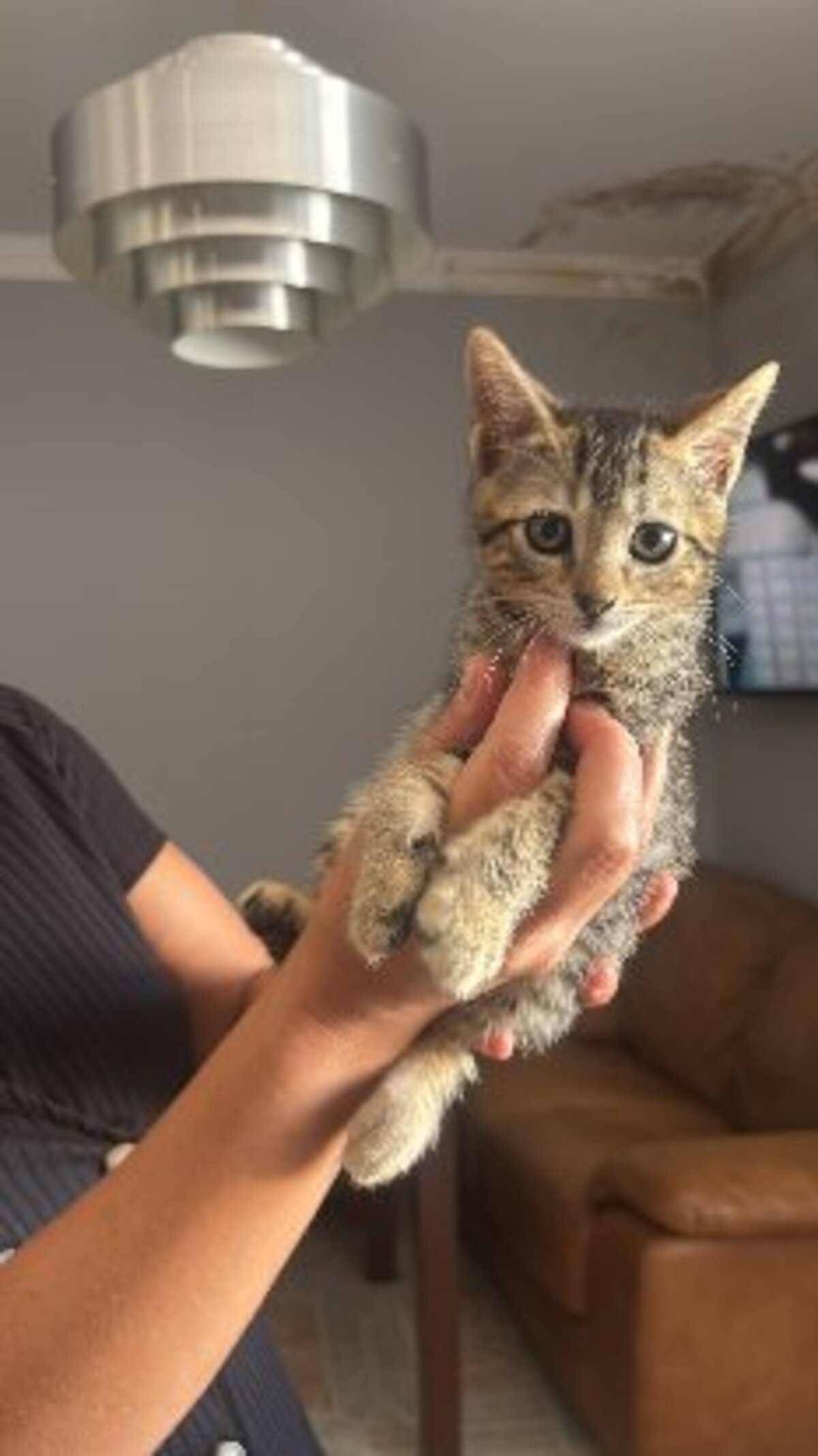 Adoption Tedy
