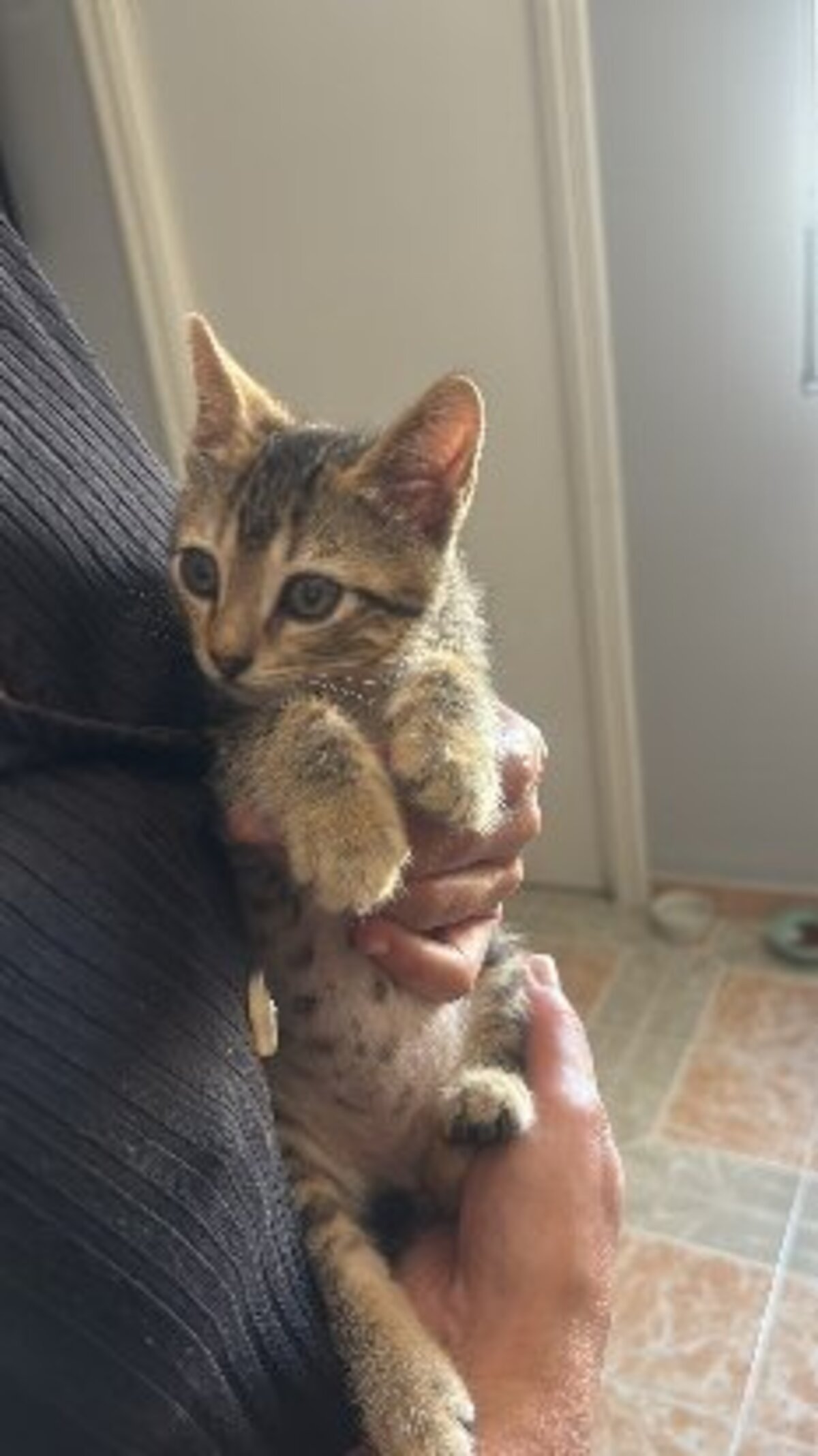 Adoption Tedy