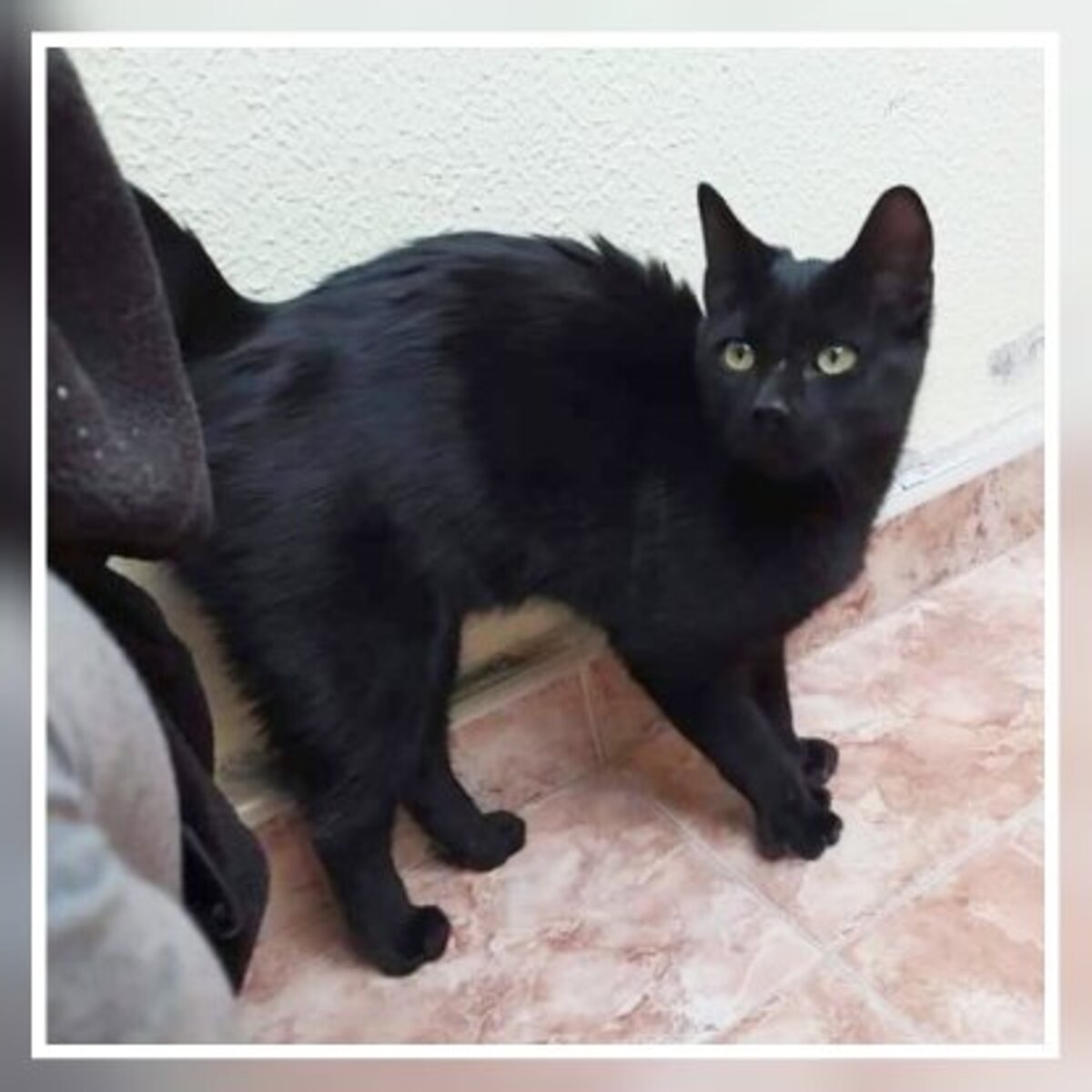 Adoption Tejo