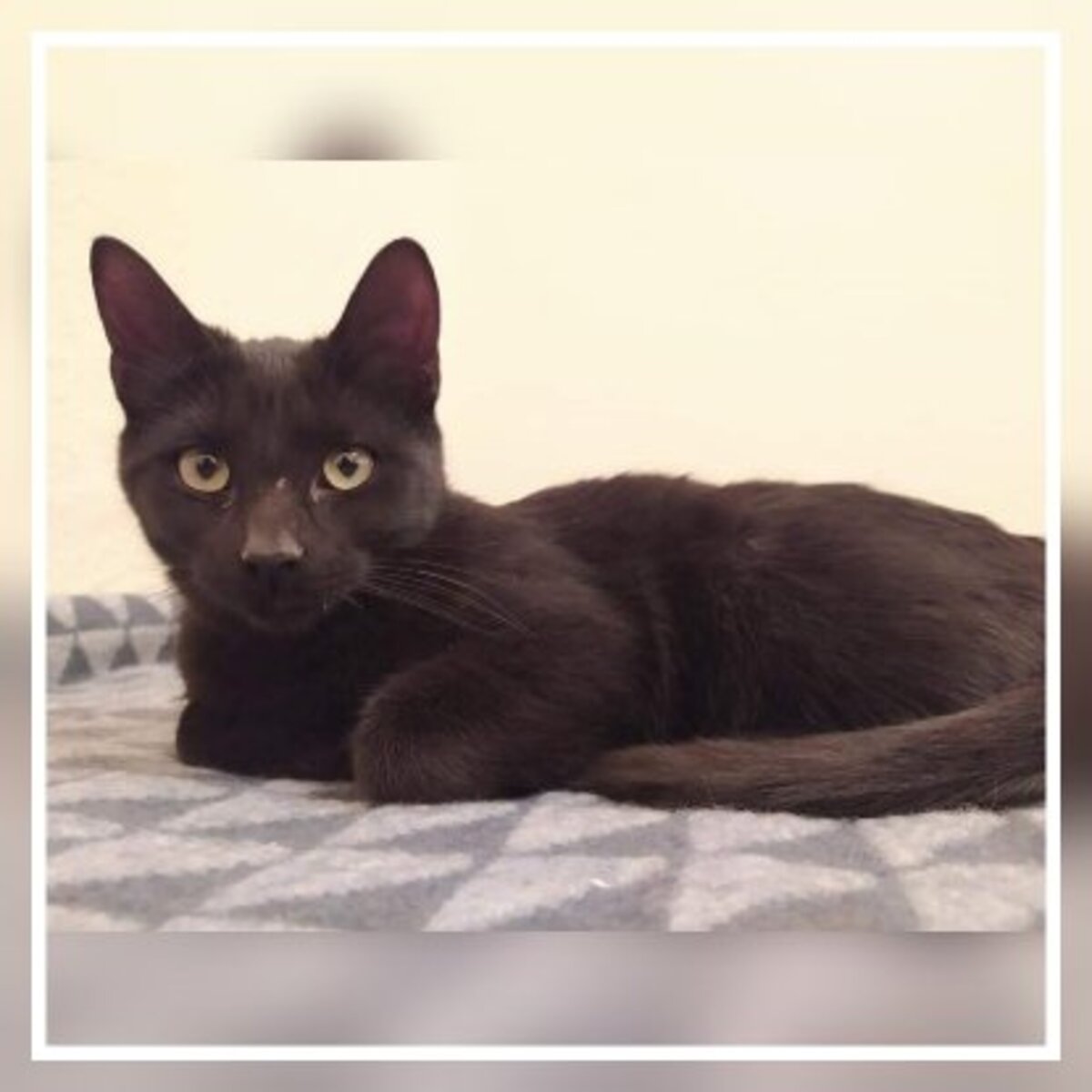 Adoption Tejo
