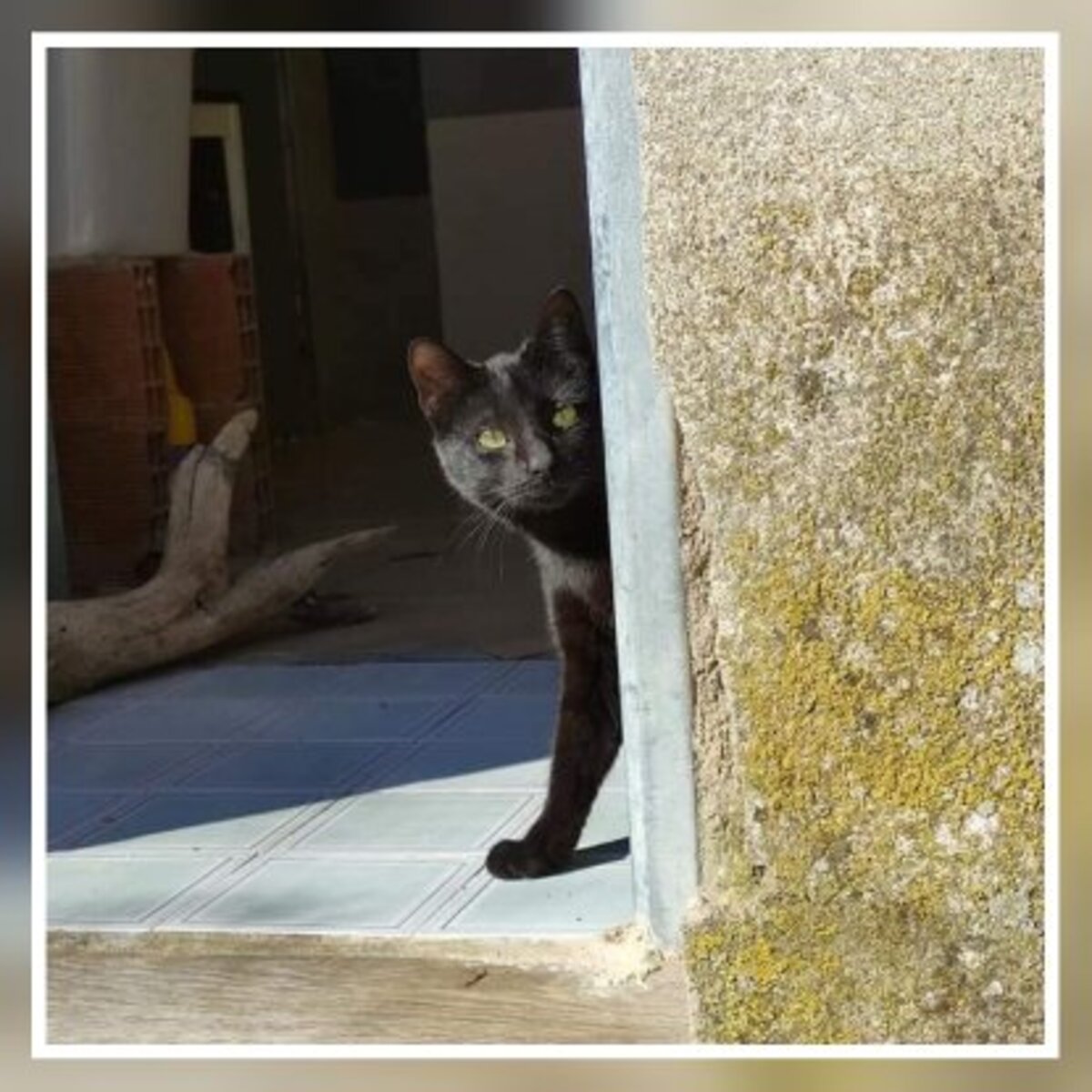 Adoption Tejo
