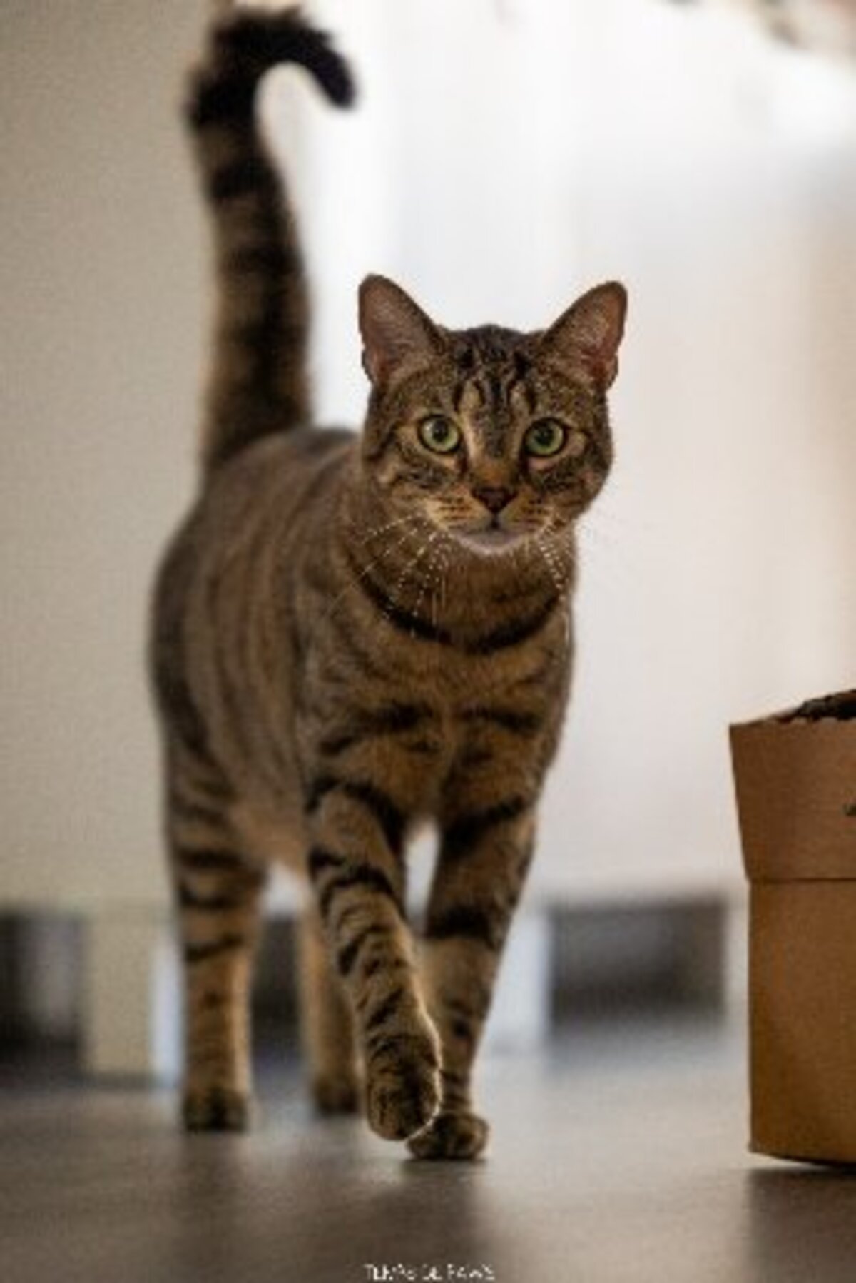 Adoption Thao