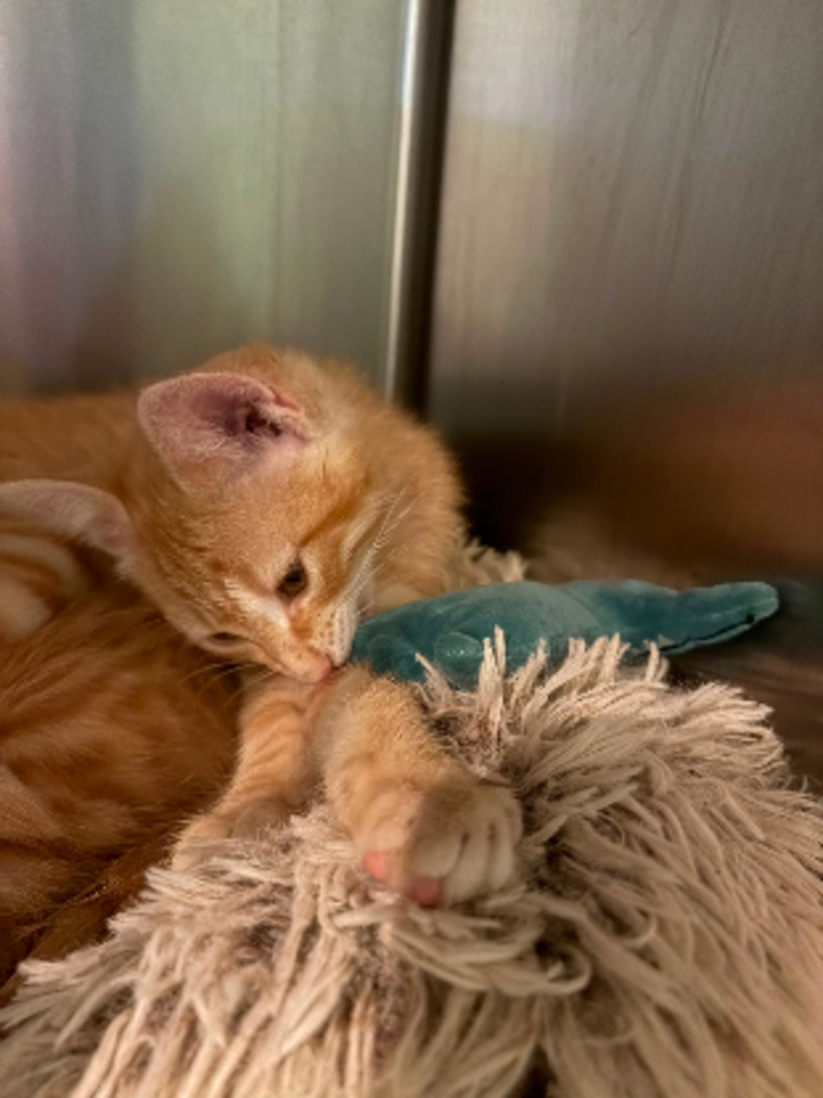 Adoption Theodore et brittany