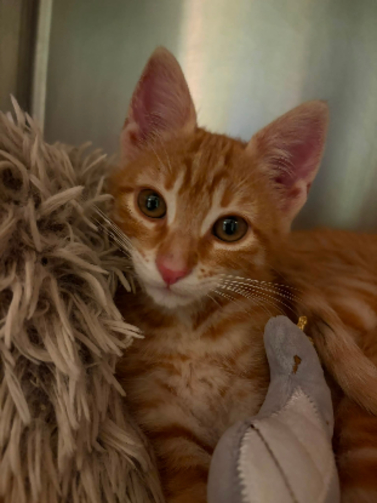Adoption Theodore et brittany