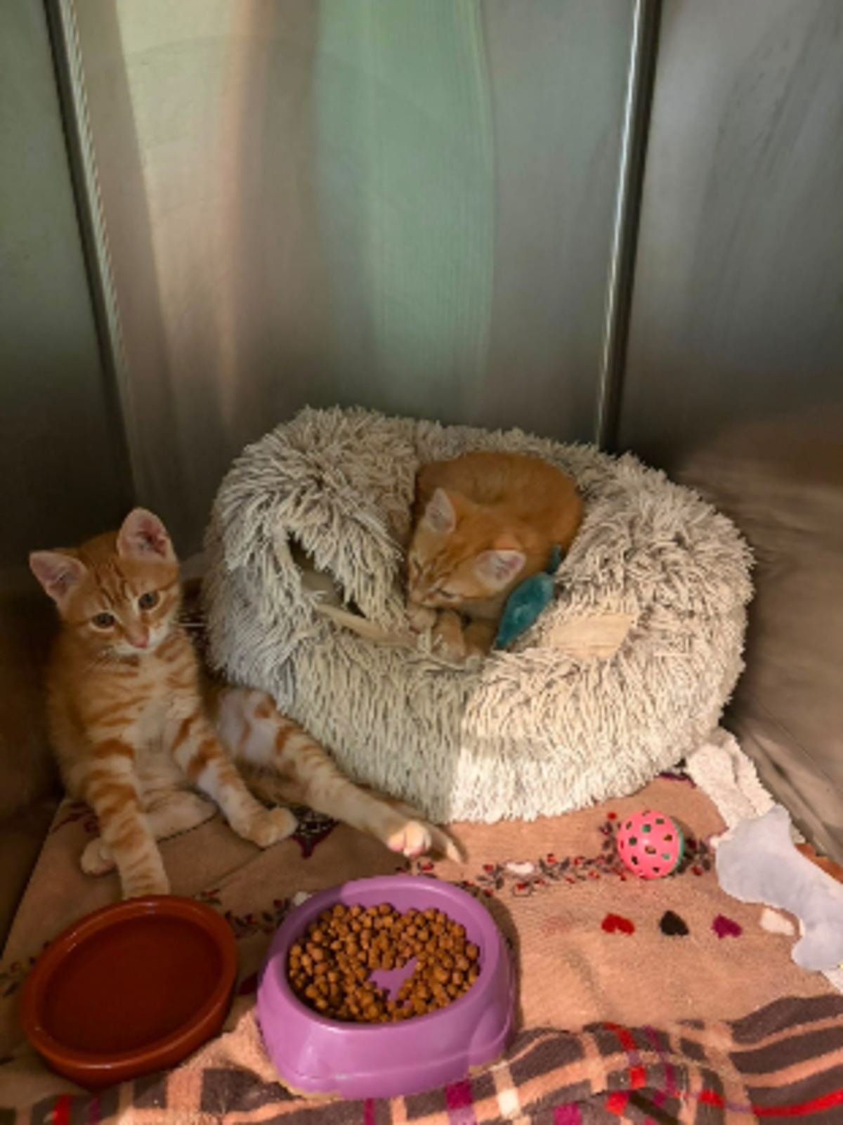 Adoption Theodore et brittany