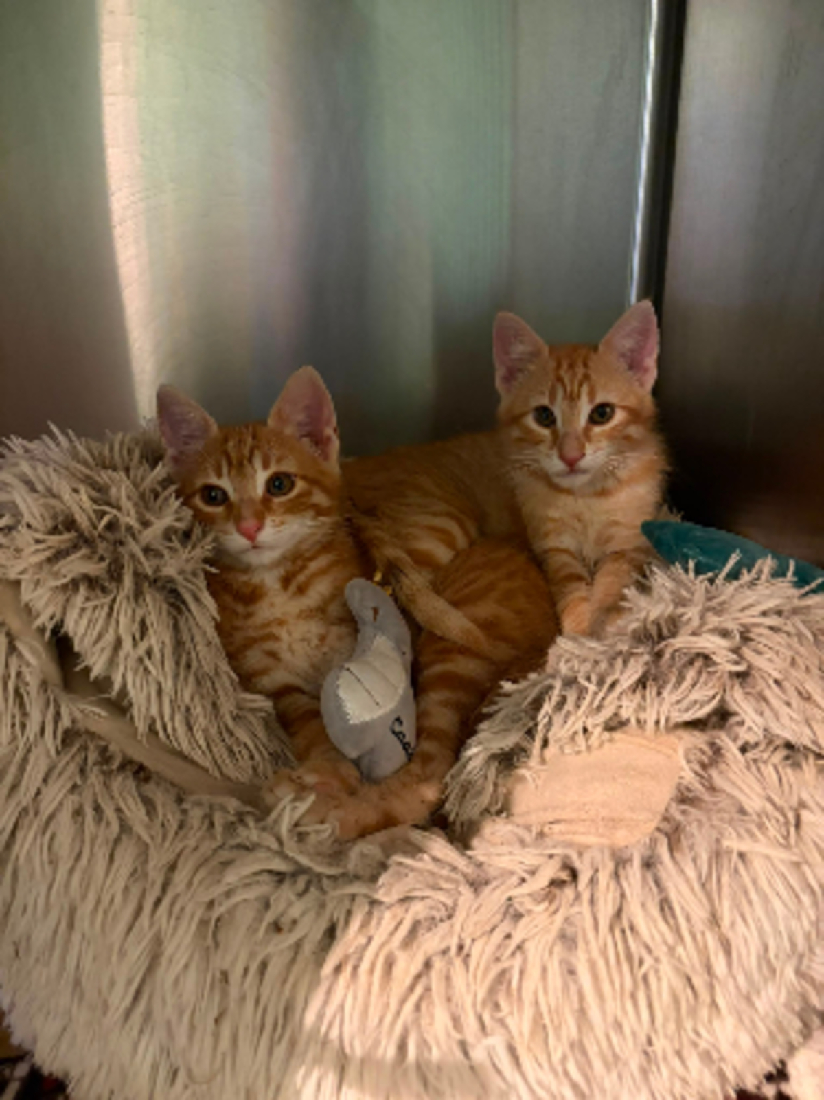 Adoption Theodore et brittany