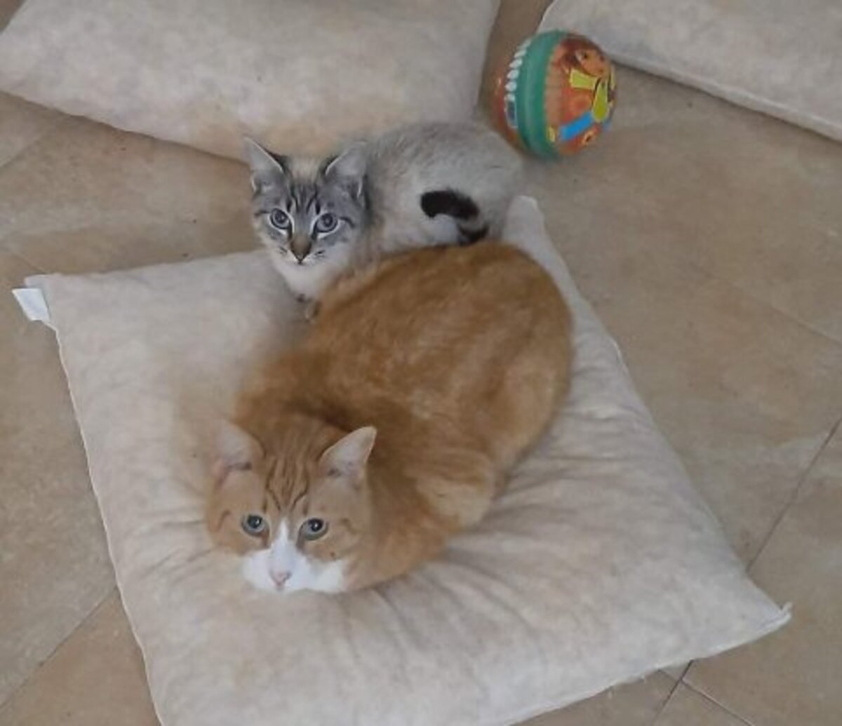Adoption Thor