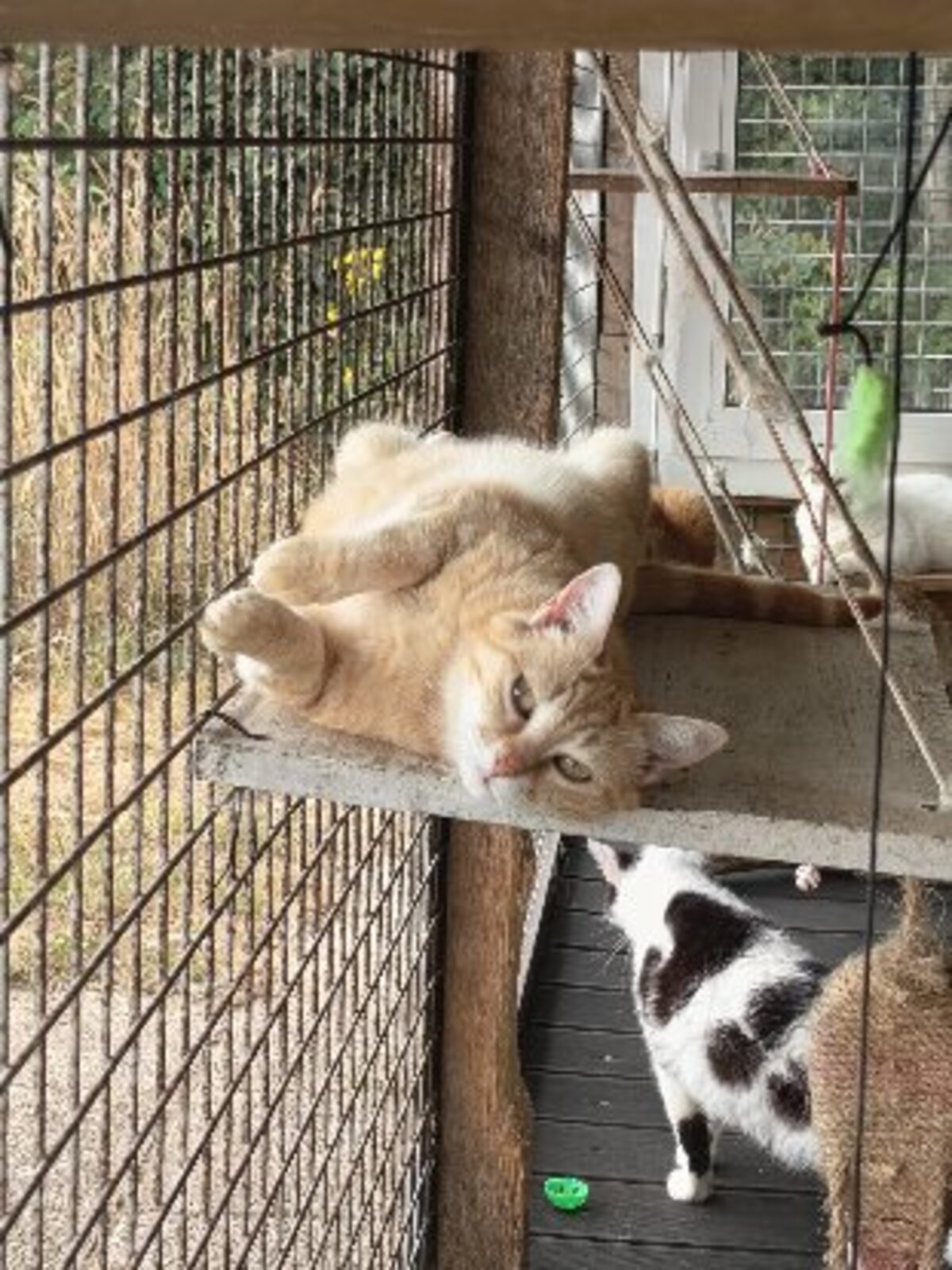 Adoption Thym