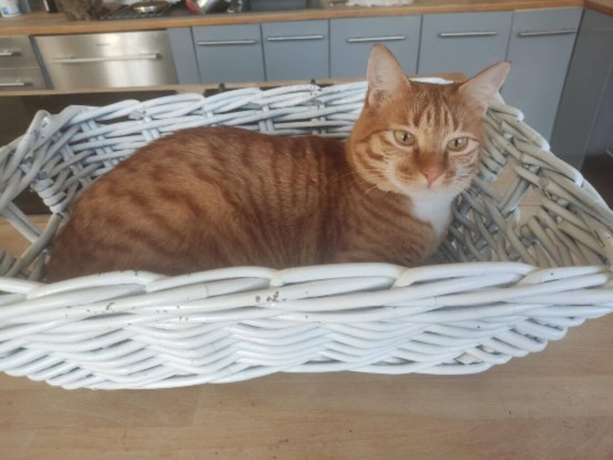 Adoption Tibi