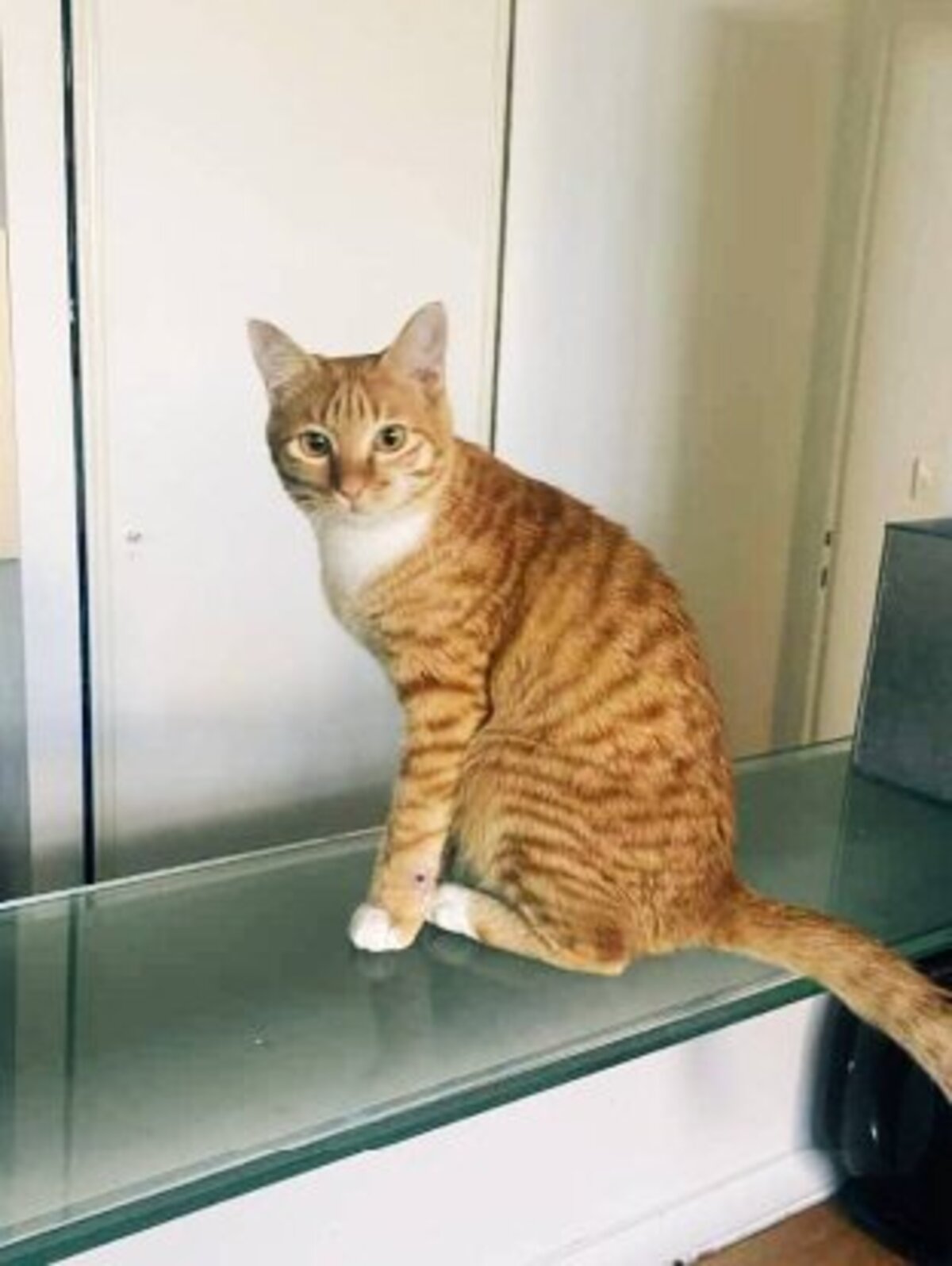 Adoption Tibi