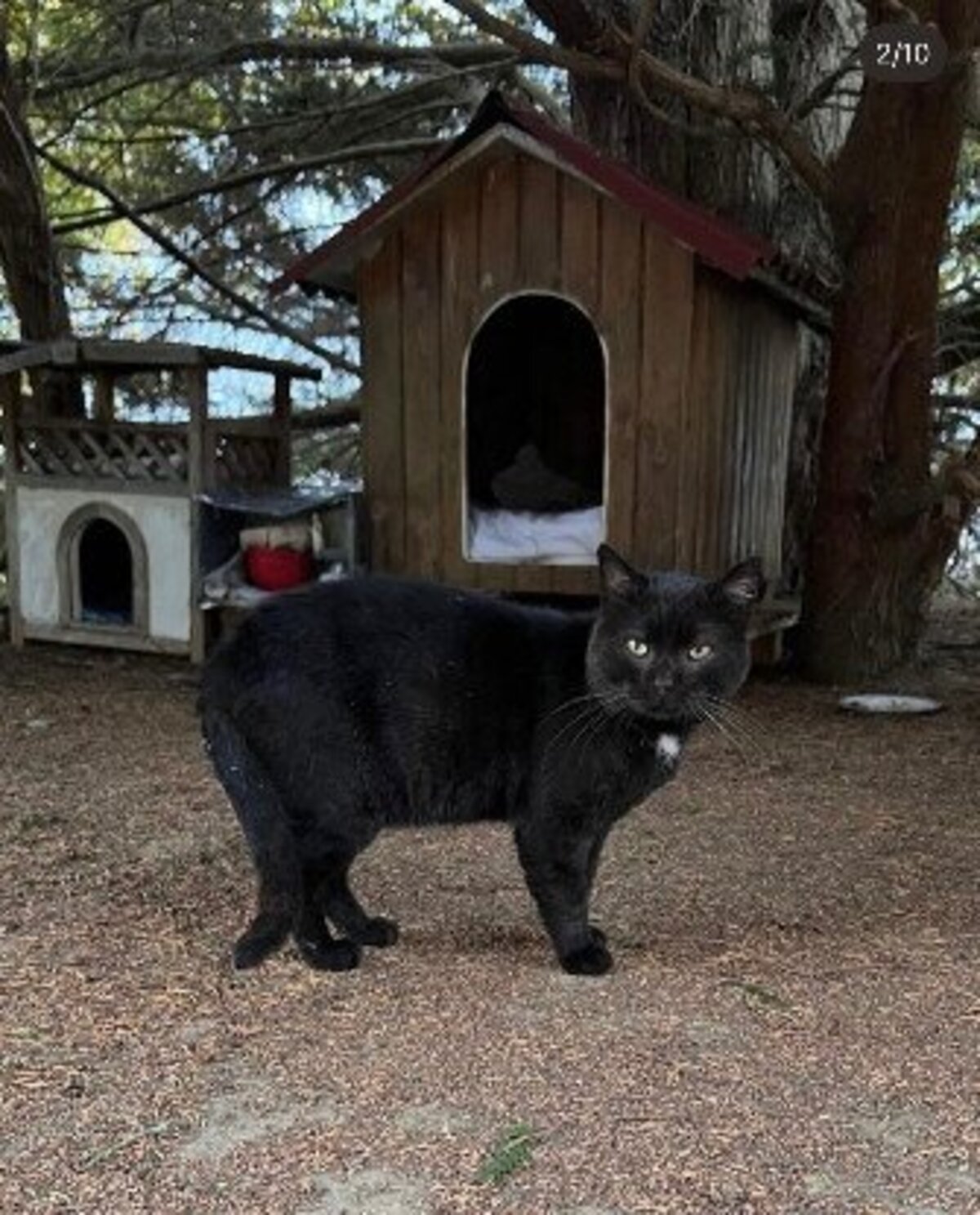 Adoption Tibo